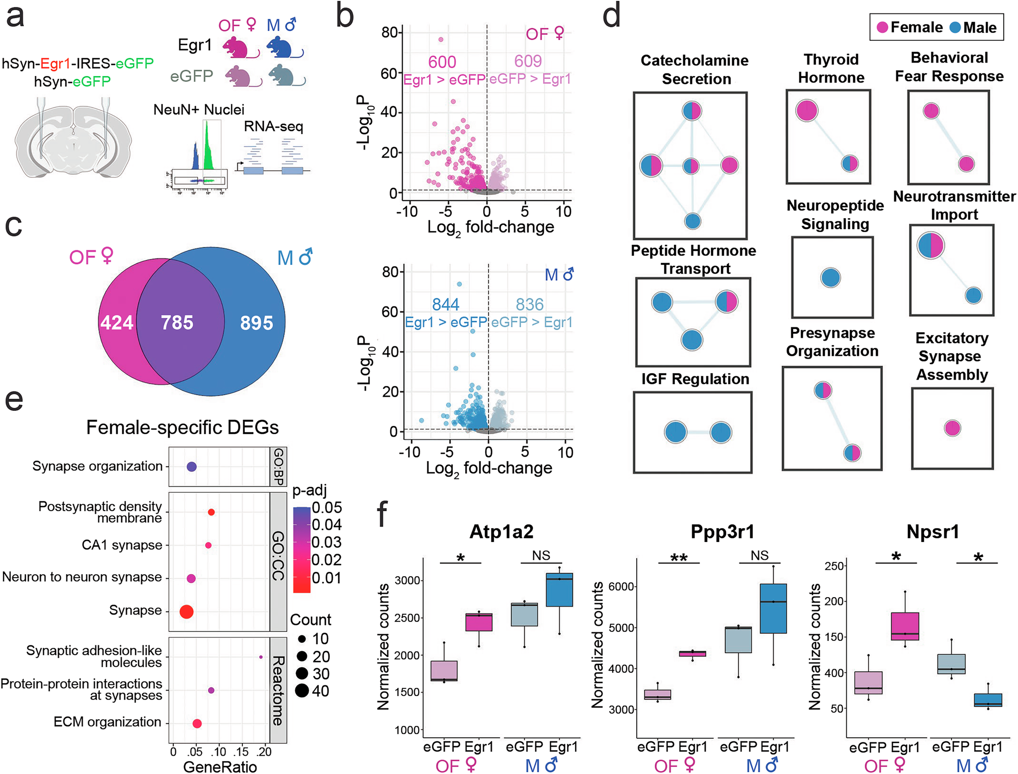 Fig. 2: Egr1 overexpression induces sex-dependent gene expression changes in vHIP neurons.