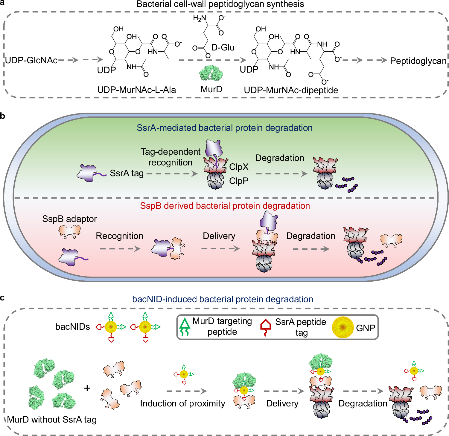 Utilizing nanoinducers for precision degradation of bacterial protein to  mitigate antibiotic resistance | Nature Communications