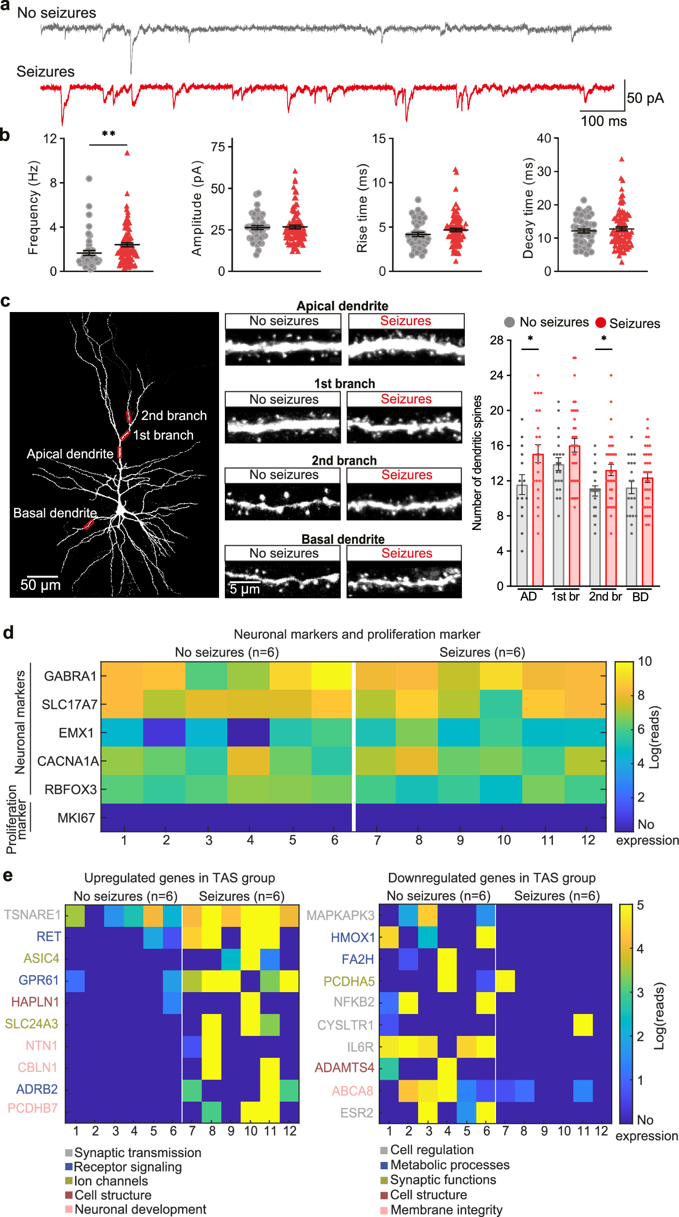 Fig. 2: Altered synaptic activity and morphology in L2/3 pyramidal cells.