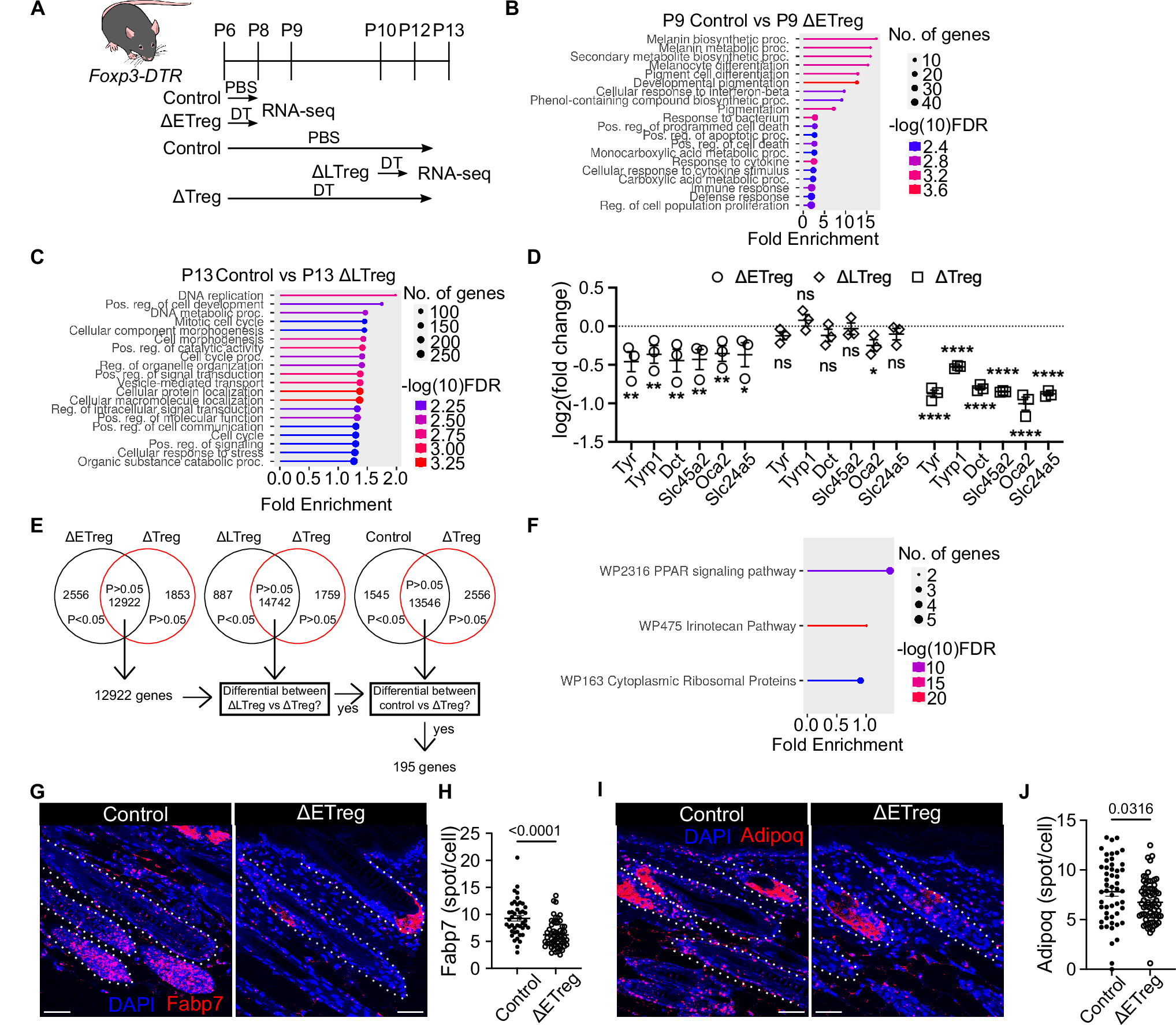 Fig. 3: Melanocyte identity and PPARγ activity depend on the presence of early neonatal Tregs.