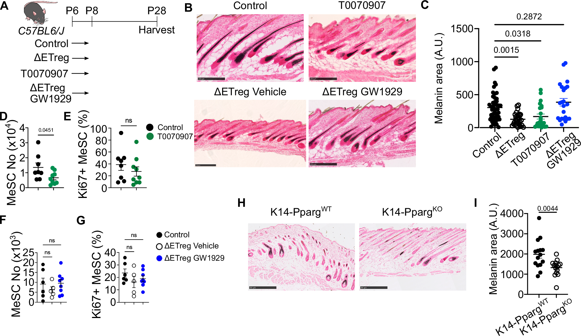 Fig. 4: Melanogenic activity requires Treg-PPARγ signalling axis.