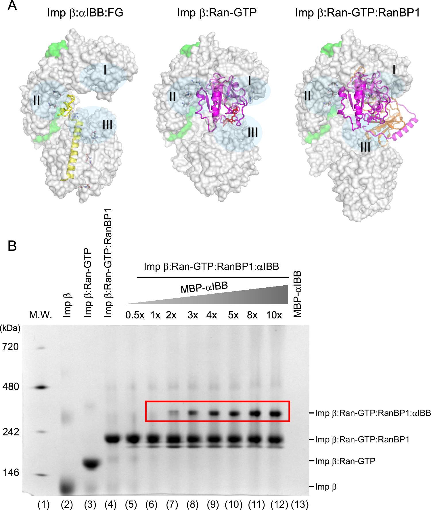 Fig. 10: Importin β binds both Ran-GTP and βIBB in the presence of RanBP1.