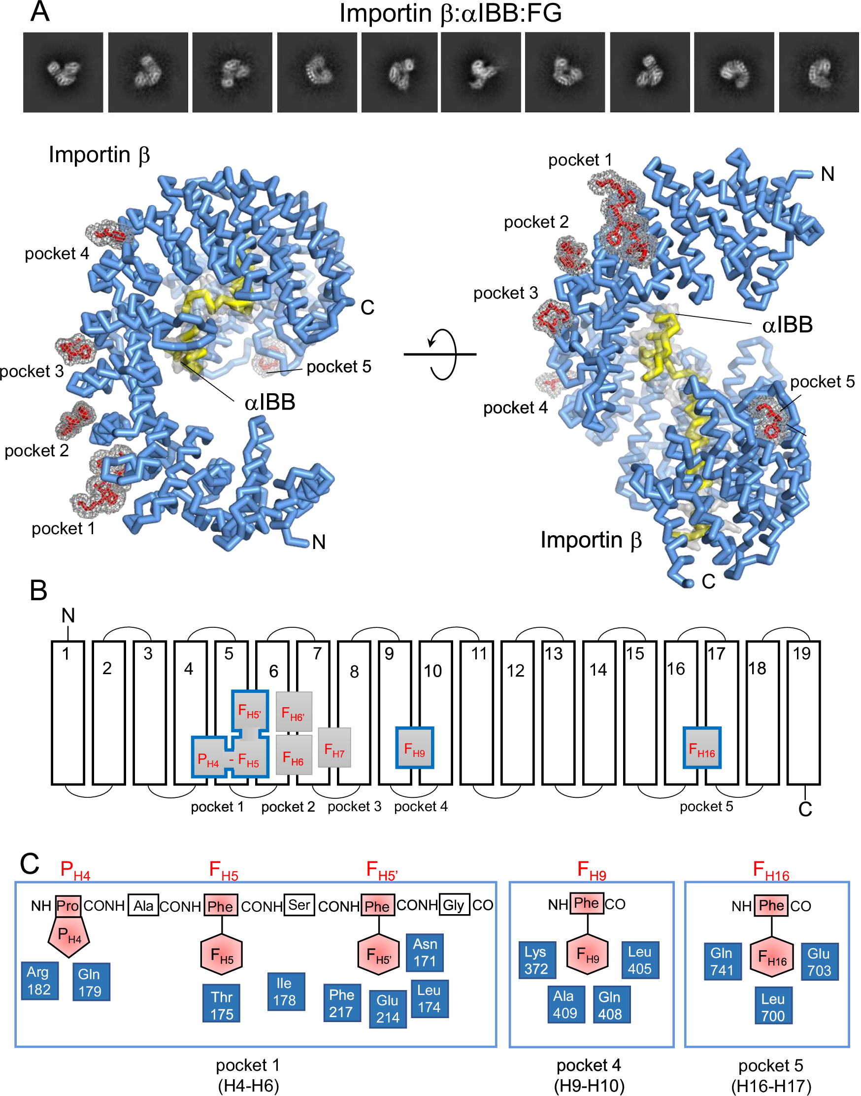 Fig. 3: Cryo-EM structure of importin β:αIBB bound to FG-repeats.