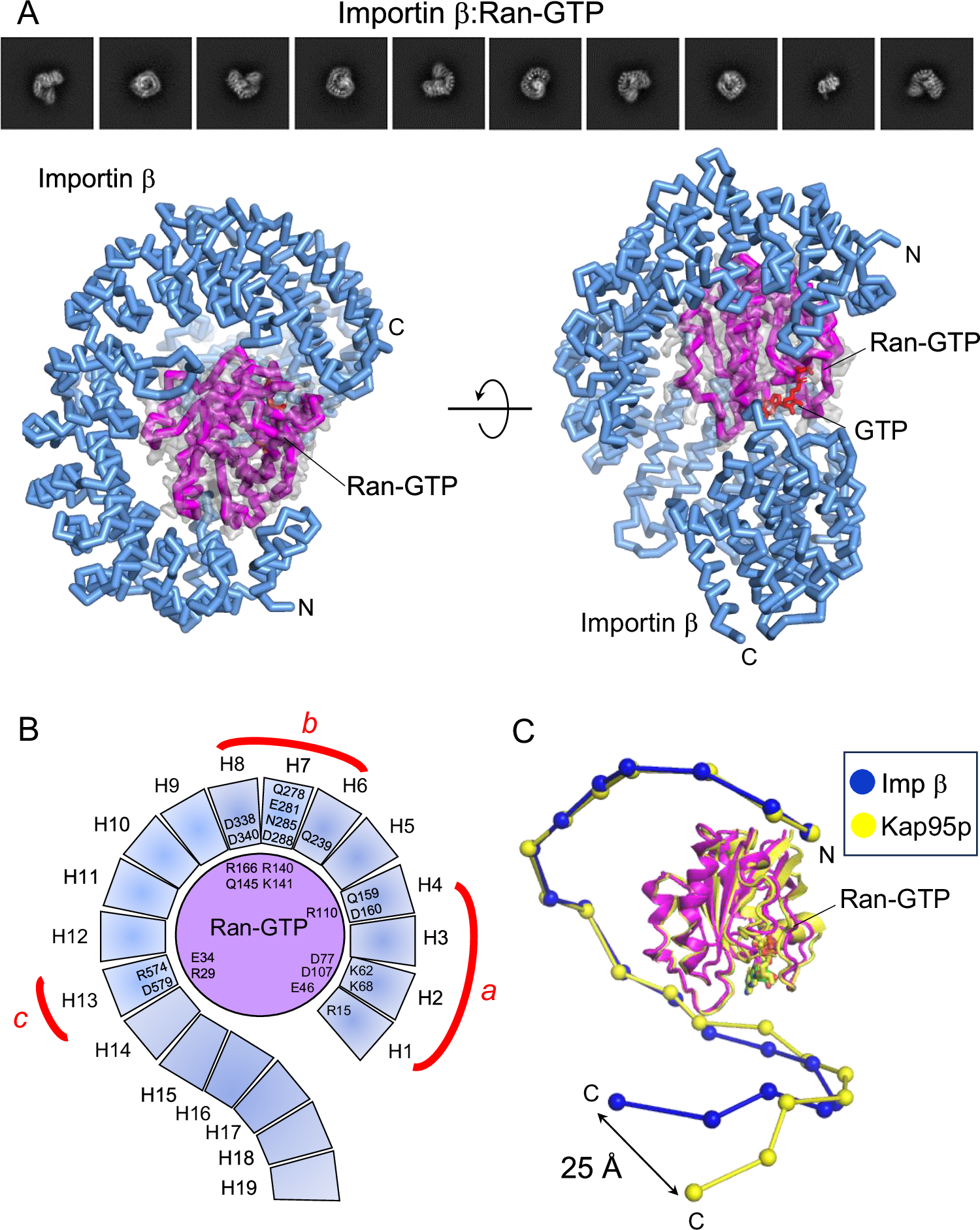 Fig. 4: Cryo-EM structure of the importin β:Ran-GTP complex.