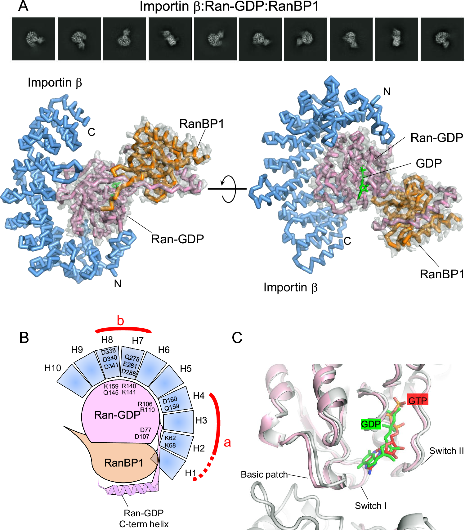 Fig. 6: Cryo-EM structure of the importin β:Ran-GDP:RanBP1 complex.