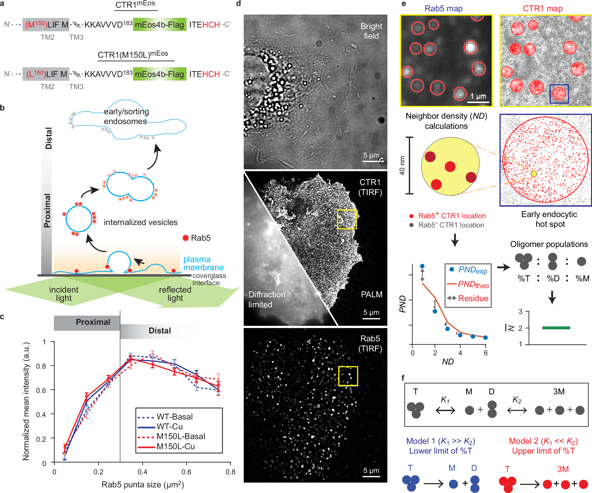 Fig. 2: Quantification of CTR1 oligomeric states in endocytic vesicles using TIRF imaging and single-molecule localization microscopy.
