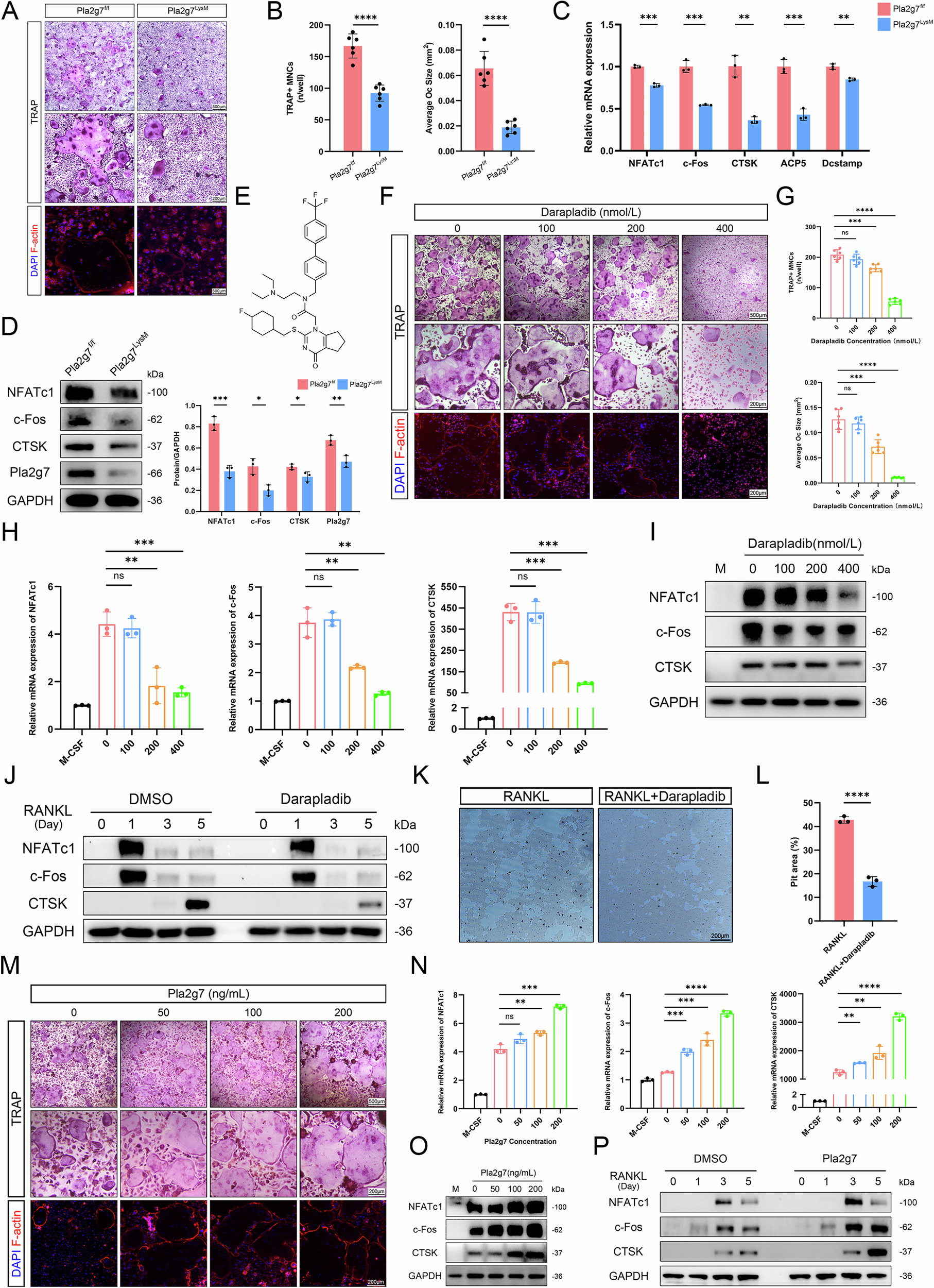 Fig. 3: The effect of Darapladib or Pla2g7 on osteoclastogenesis.