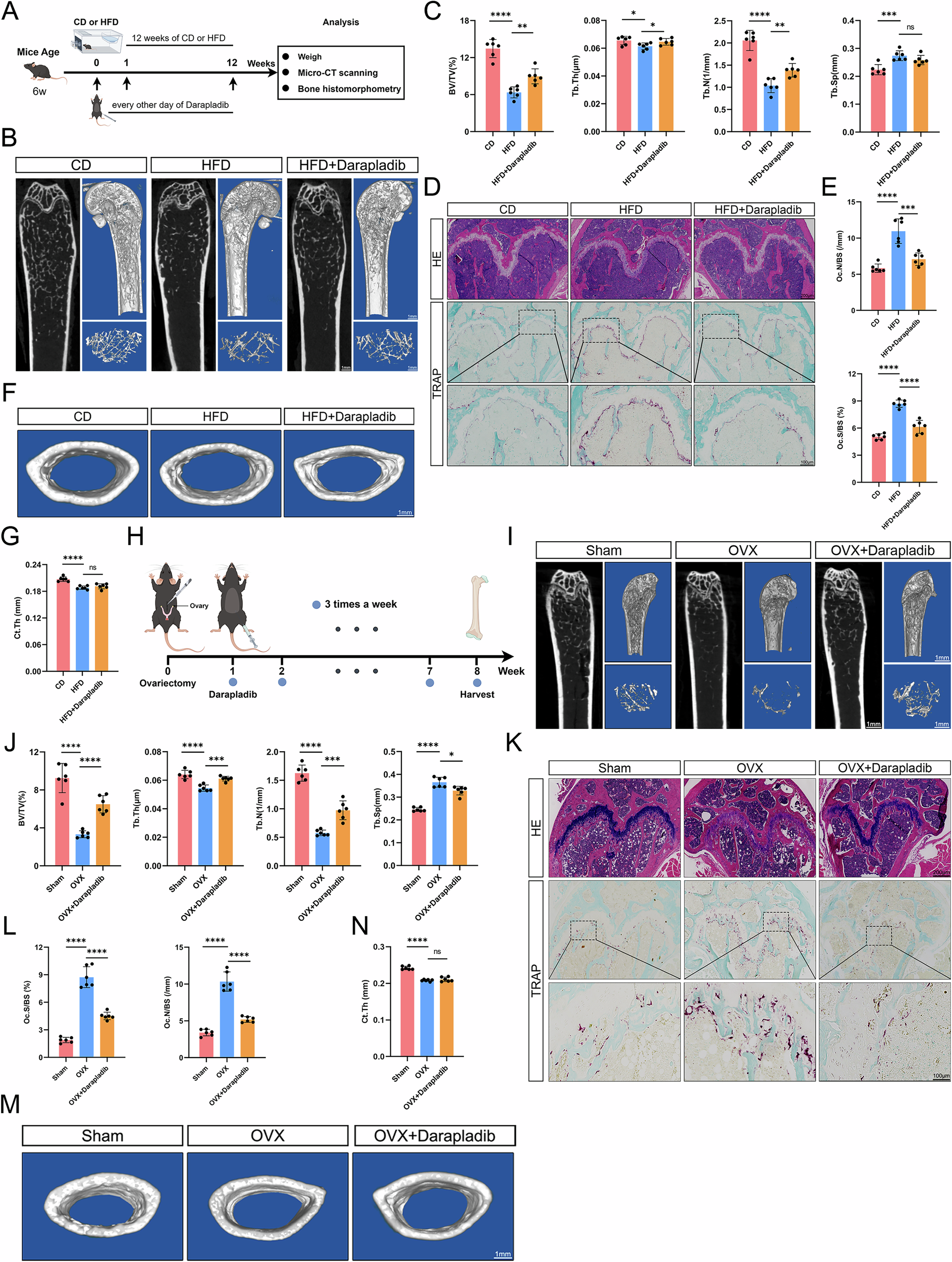 Fig. 7: Darapladib ameliorates pathological bone loss in HFD and OVX models.