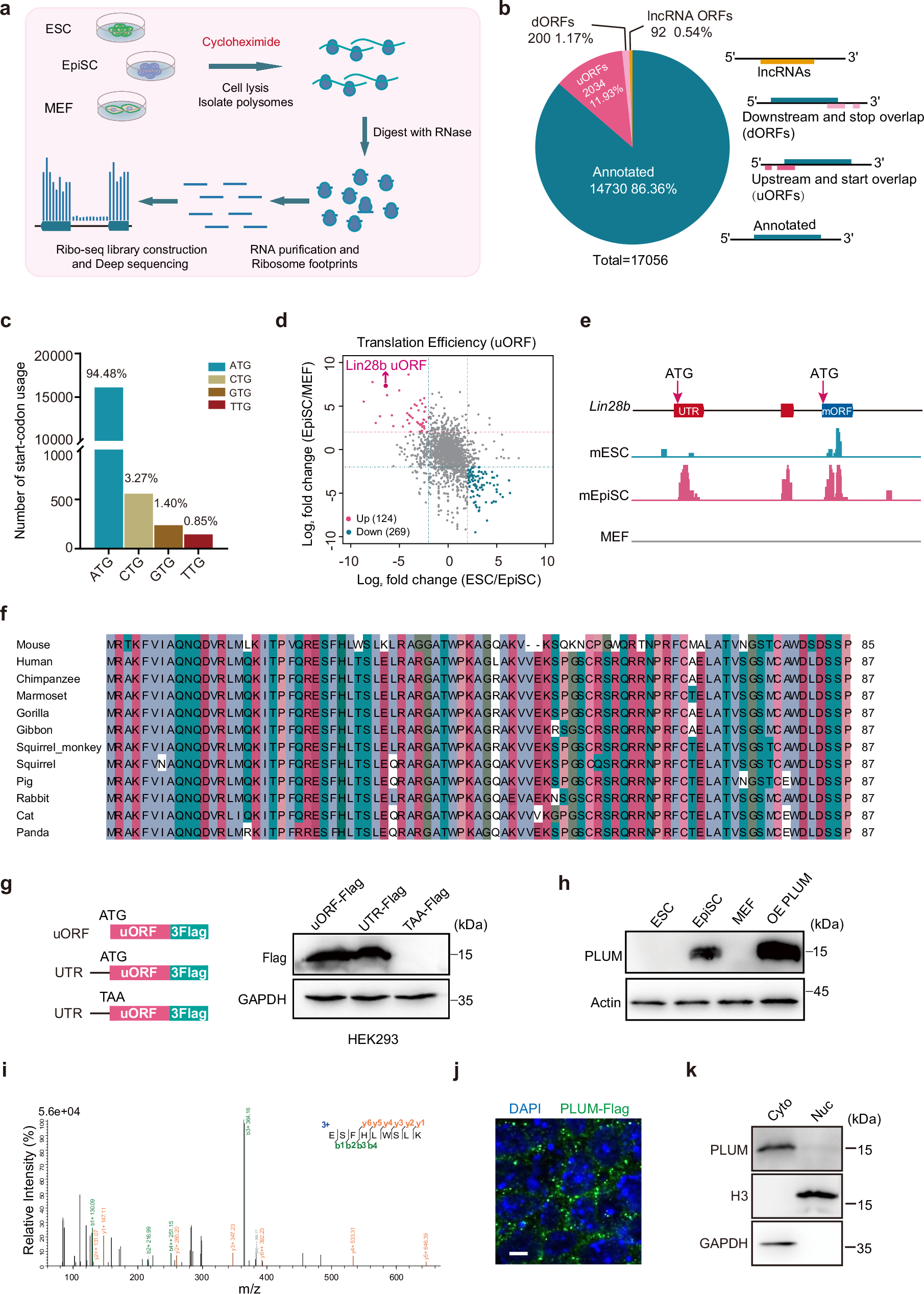 多能性と初期胚発生の鍵となるマイクロタンパク質PLUMを同定(Researchers Identify PLUM as Key Microprotein in Pluripotency and Early Embryonic Development)