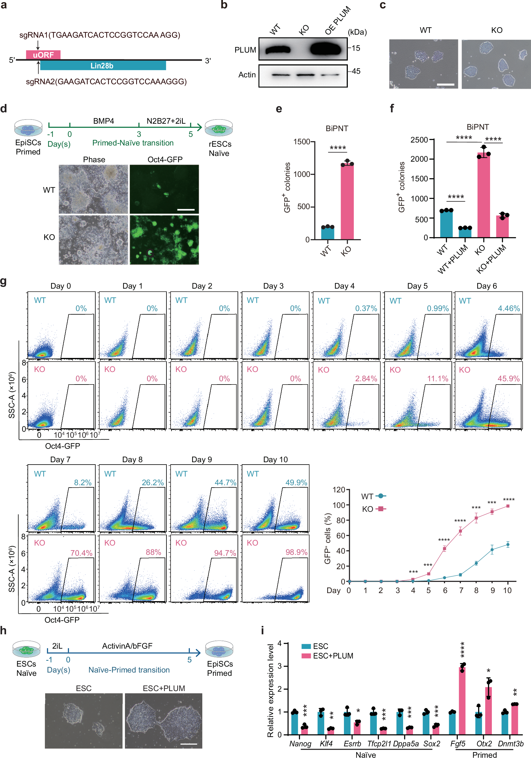 Fig. 2: PLUM depletion results in deterministic naïve induction.