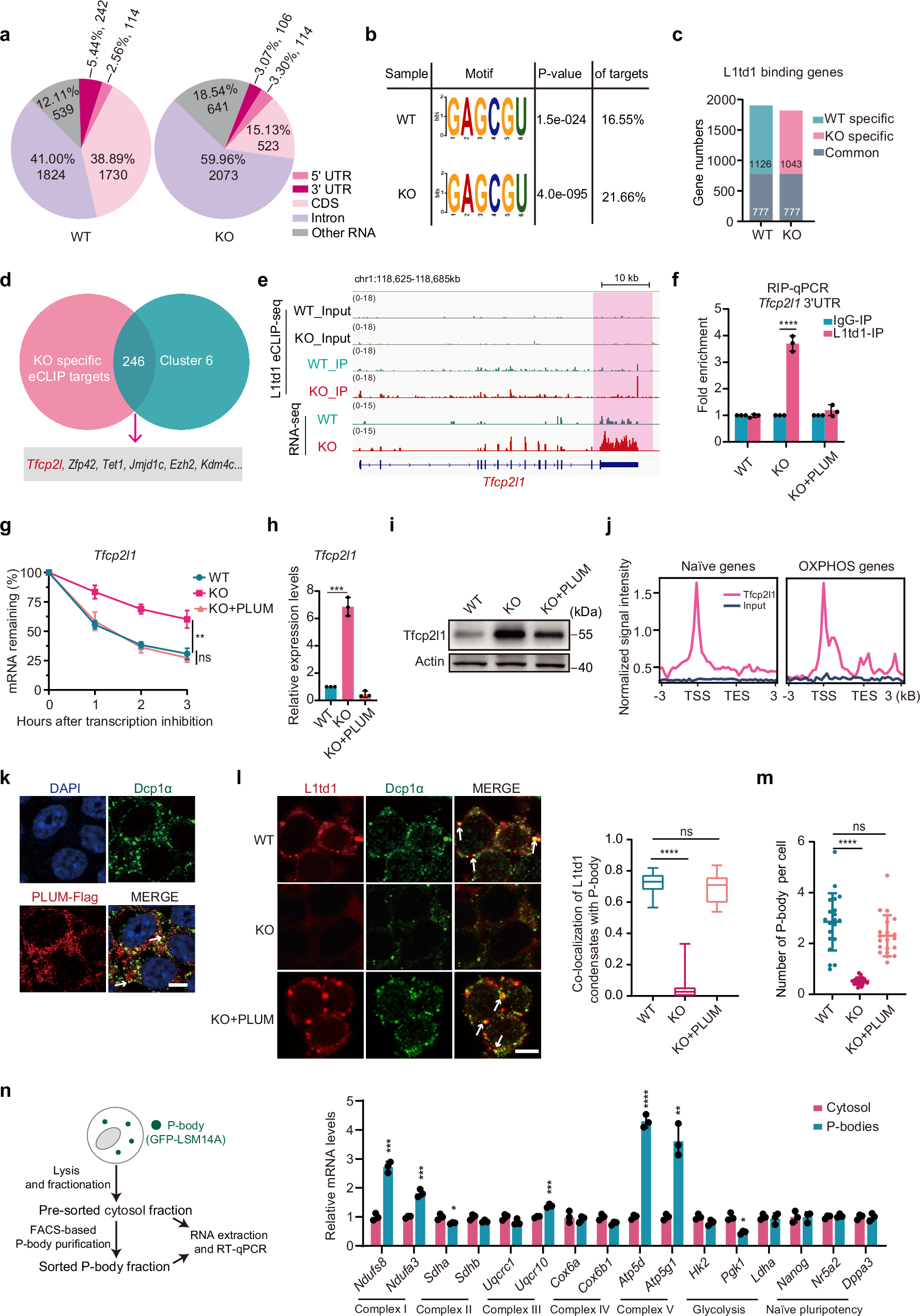 Fig. 5: PLUM orchestrates RNA binding of L1td1 to regulate Tfcp2l1 mRNA stability.