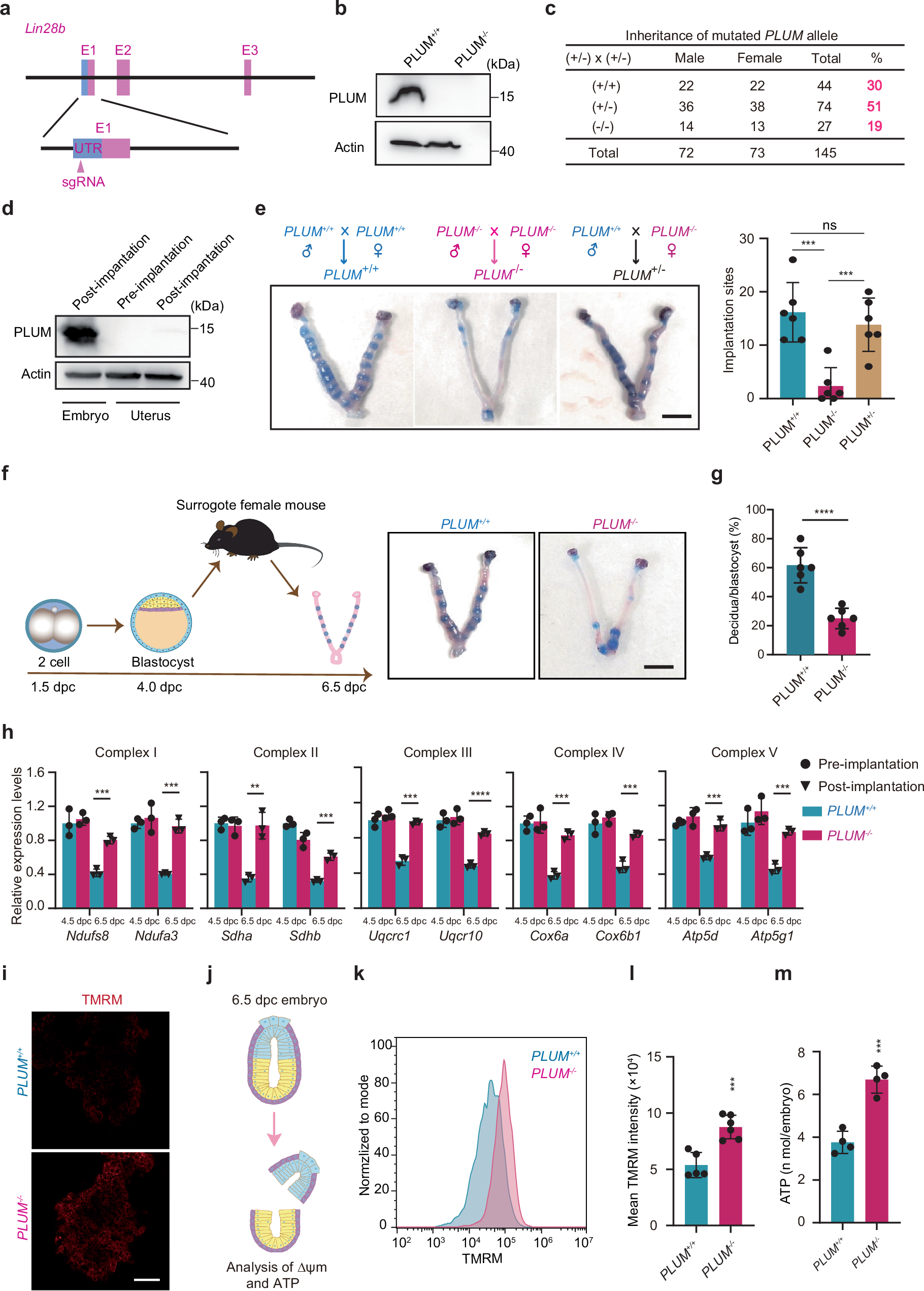 Fig. 6: PLUM deficiency disrupts metabolic reprogramming during embryo implantation.