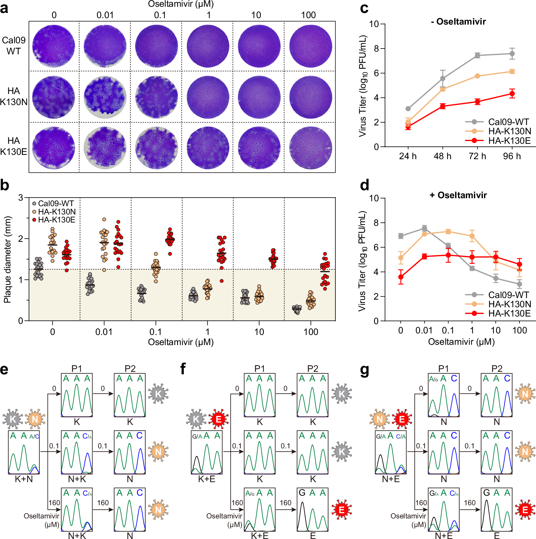 Fig. 2: HA-K130N and HA-K130E mutations confer oseltamivir resistance.