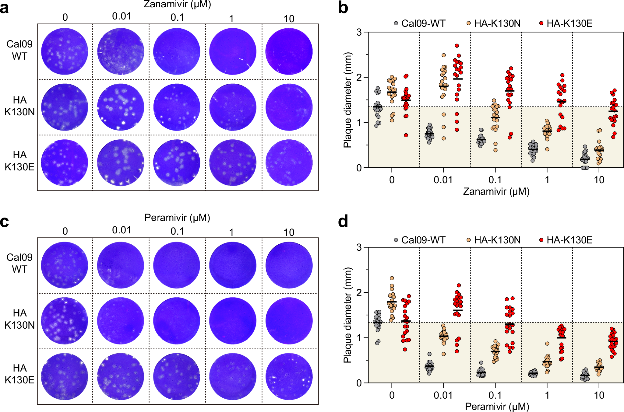 Fig. 3: HA-K130N and HA-K130E mutations confer cross-resistance to multiple neuraminidase inhibitors.