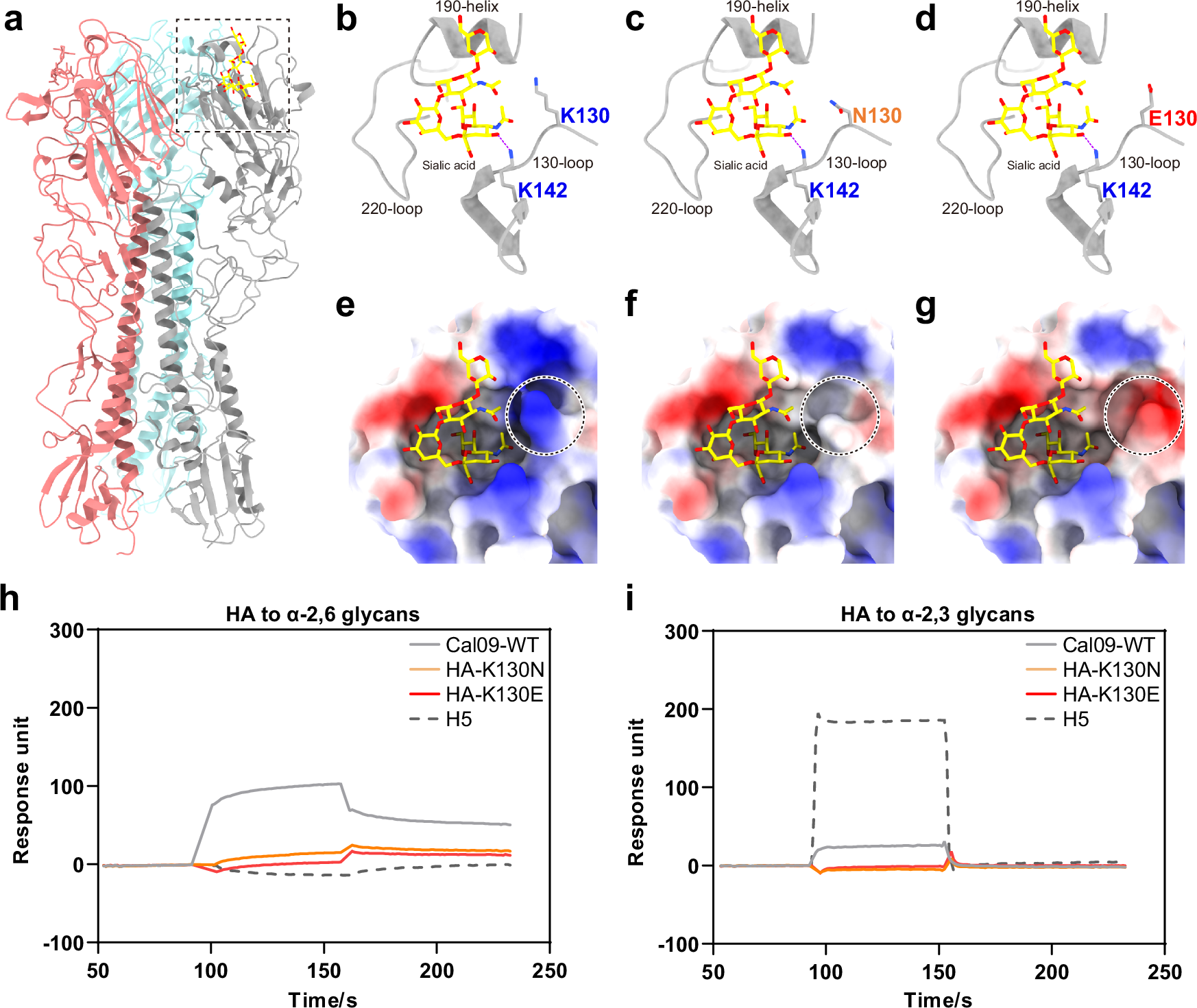 Fig. 4: HA-K130N and HA-K130E mutations affect receptor binding affinity.