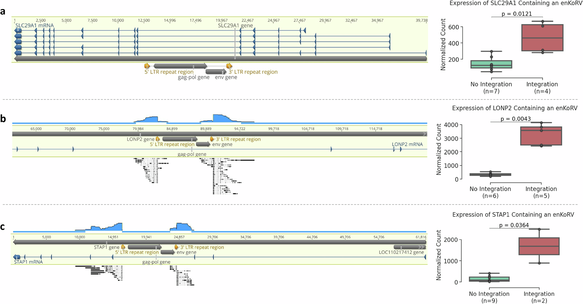 Fig. 5: Three genes upregulated due to an intronic enKoRV.