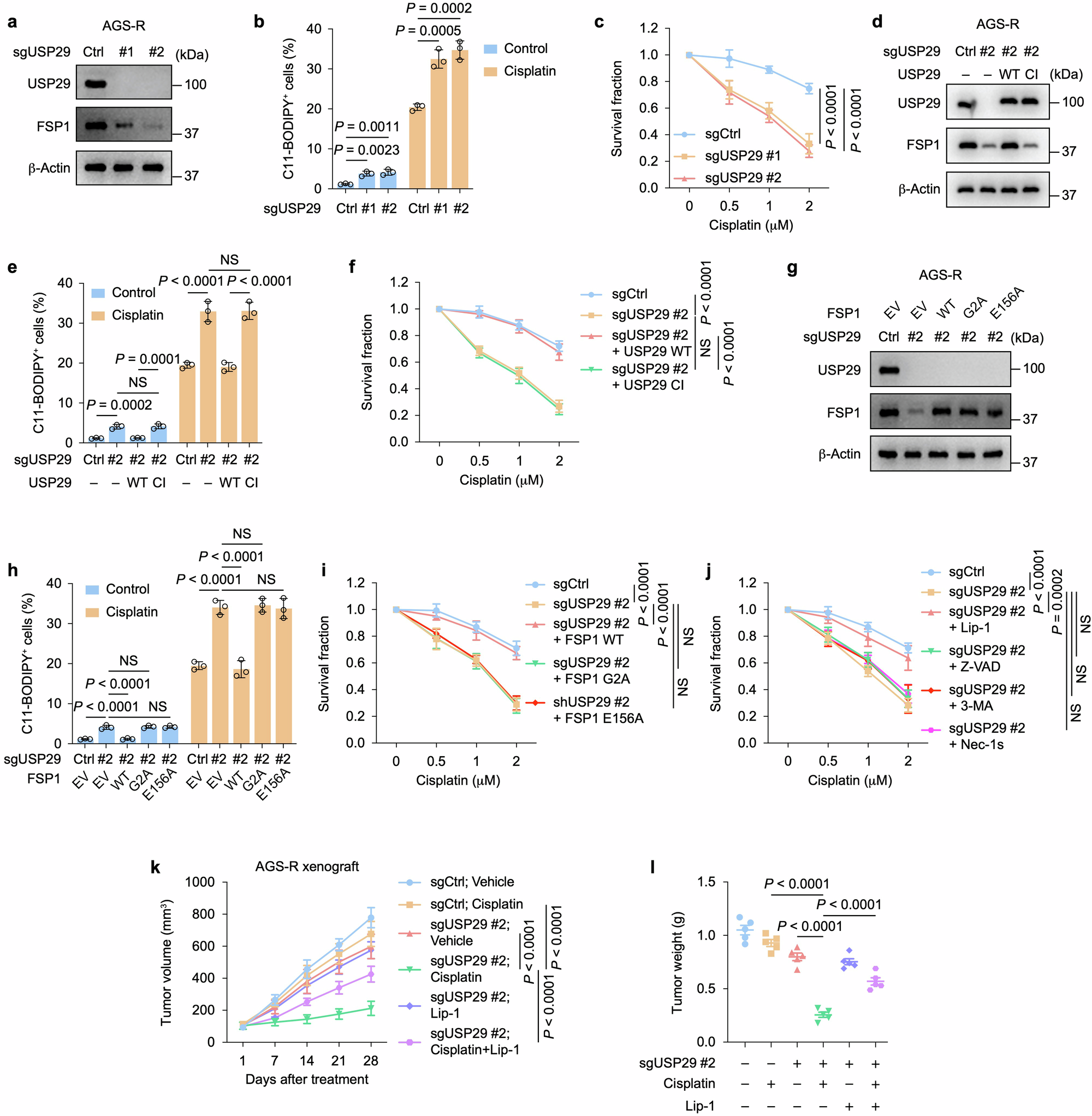 Fig. 4: USP29 promotes chemoresistance in gastric cancer by enhancing FSP1 mediated ferroptosis inhibition.