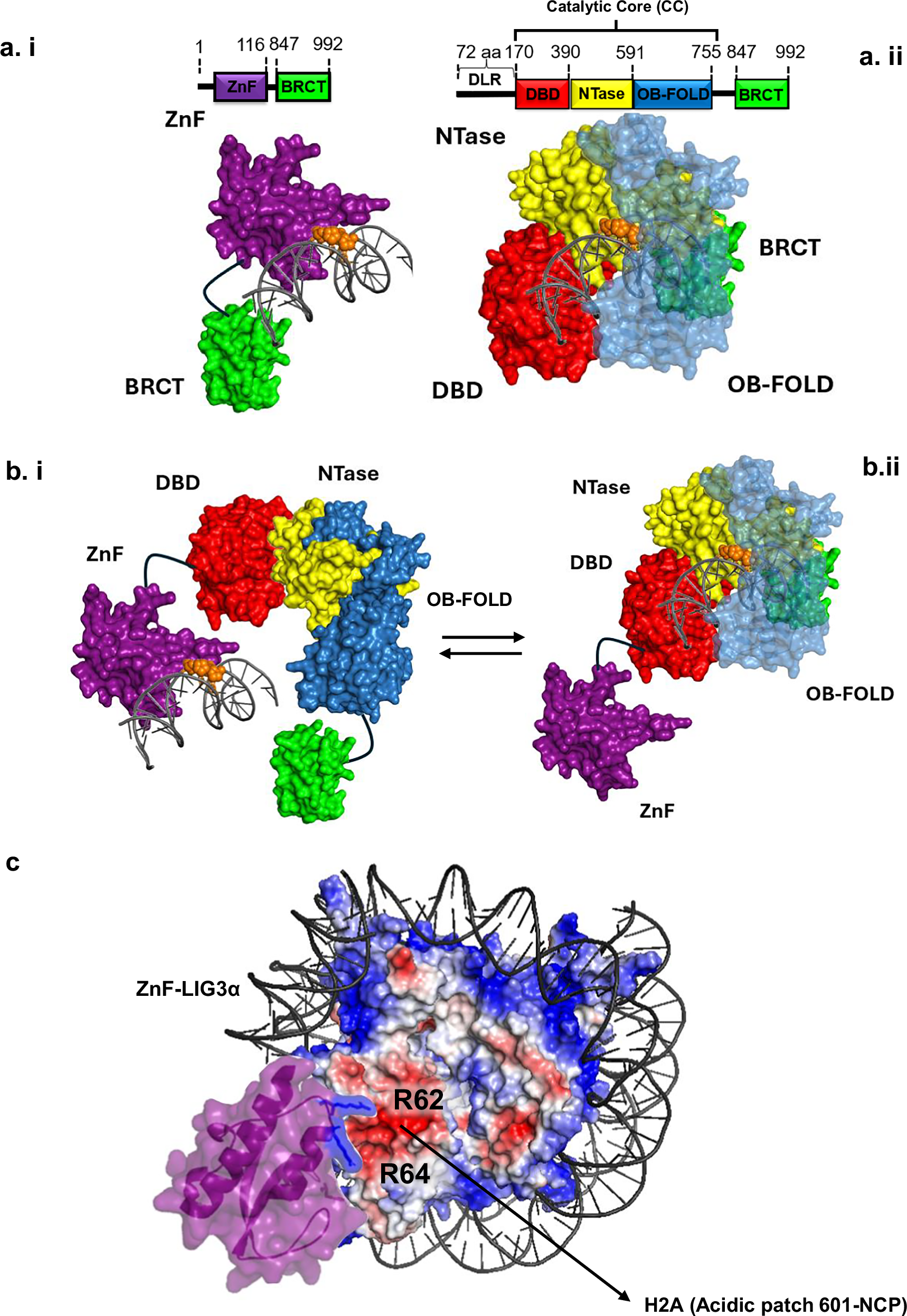 Fig. 7: Detection of damage and chromatin by LIG3α.