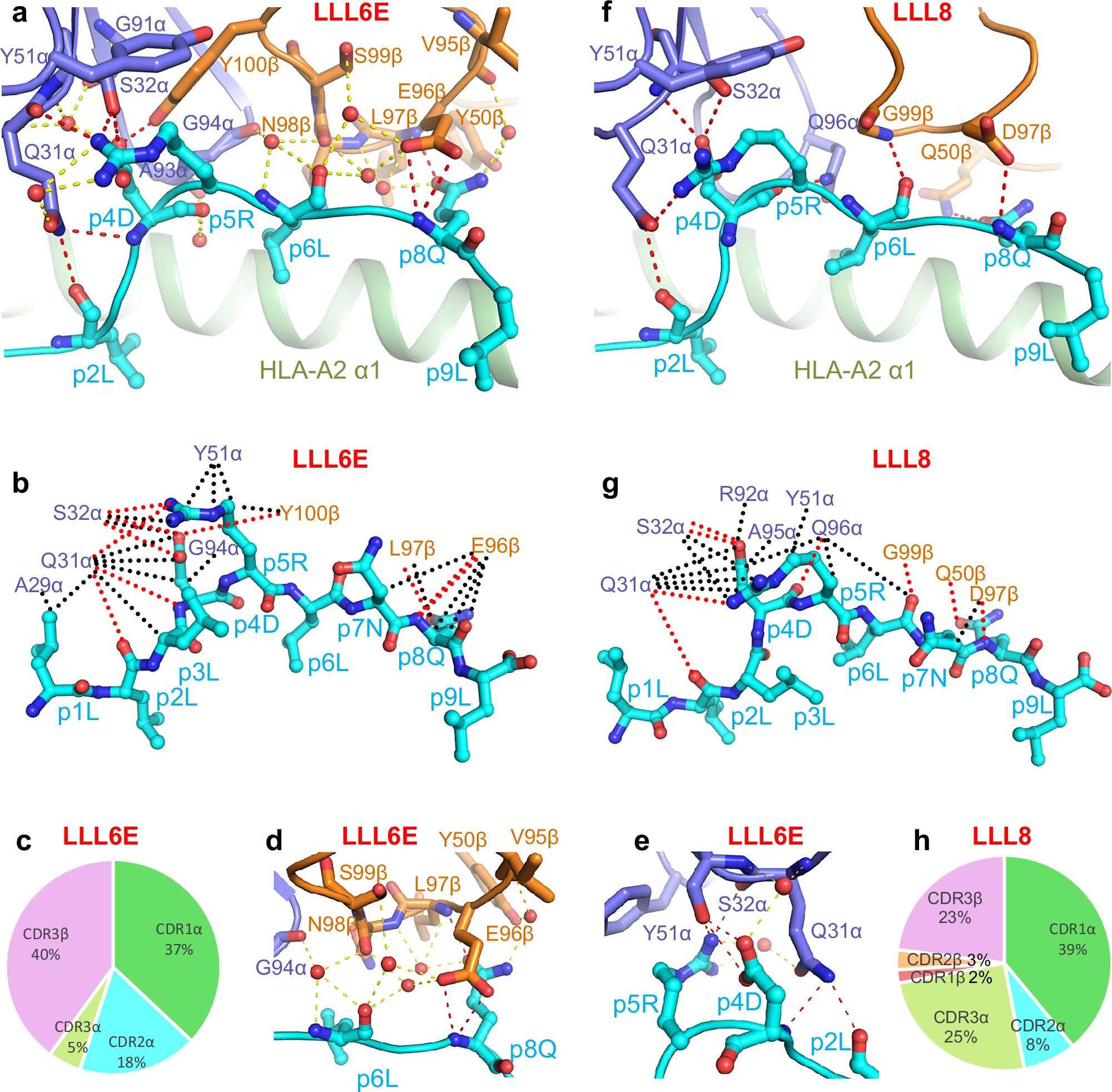 Fig. 5: Interactions of SARS-CoV-2-specific TCRs with the LLL peptide.