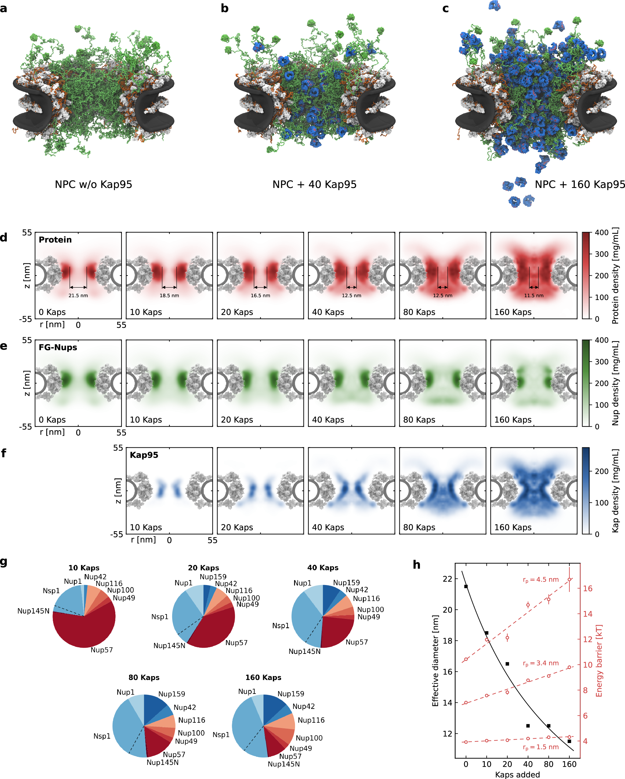 Fig. 3: Effect of Kap concentration on the FG-Nup meshwork in the NPC.