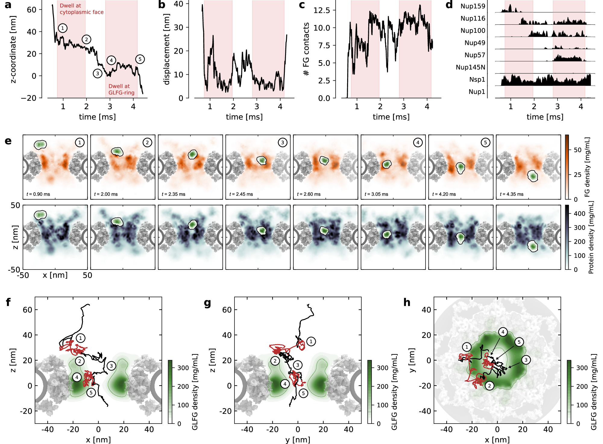 Fig. 4: Kap dynamics are described by FG motif density and available space (steric hindrance).