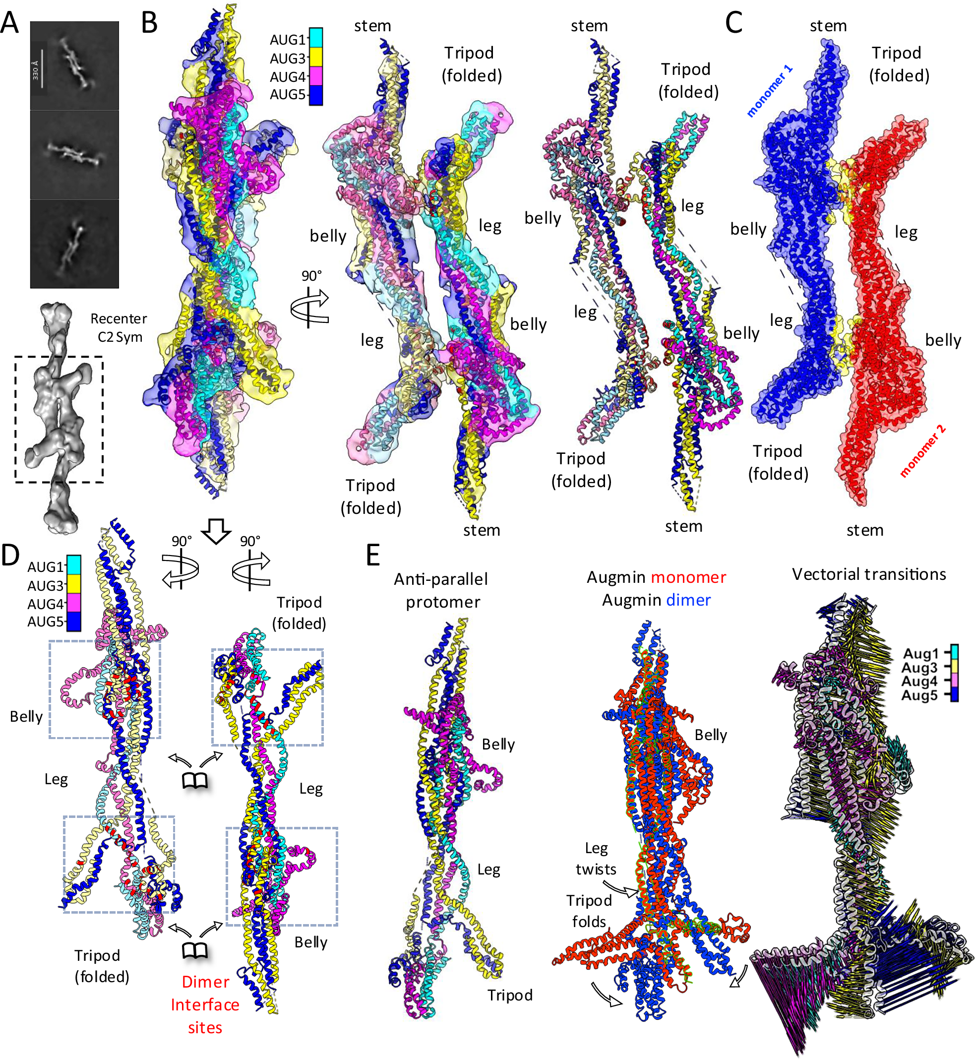 Fig. 4: Cryo-EM structure and analysis of Augmin antiparallel dimer assembly.