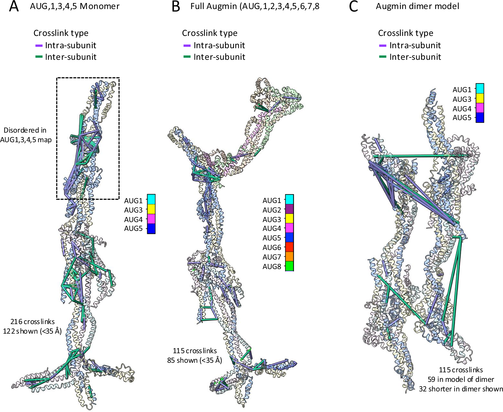 Fig. 5: XL-MS validates features of Augmin hetero-tetramer, Augmin hetero-octamer, and antiparallel Augmin dimer.
