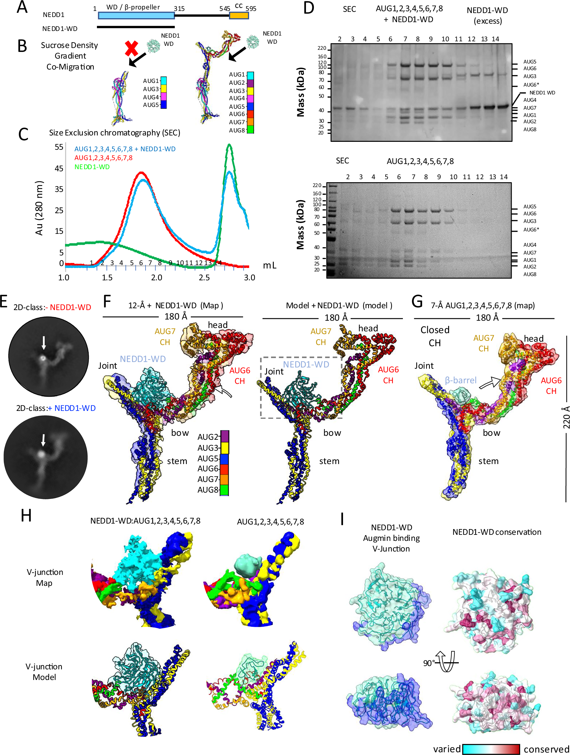 Fig. 6: Biochemical reconstitution and structure NEDD1 WD β-propeller-Augmin complex.