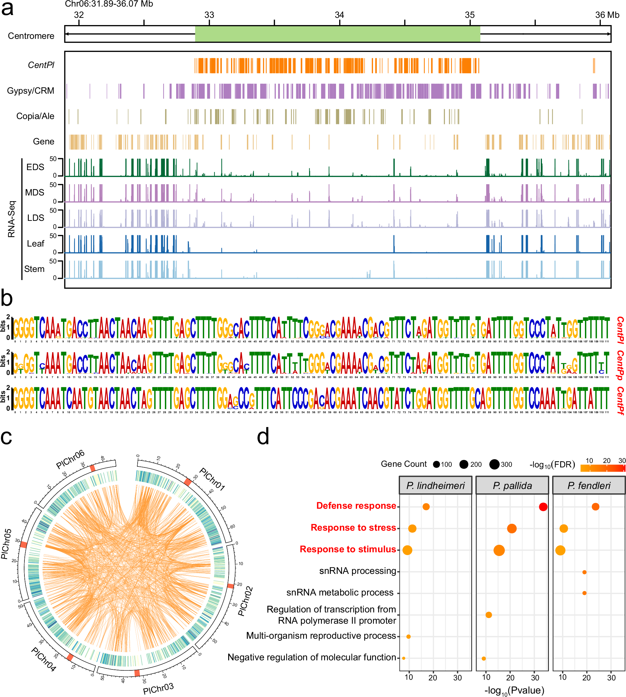 Fig. 4: Characterization of centromeres, segmental duplications and tandemly duplicated genes of Physaria species.