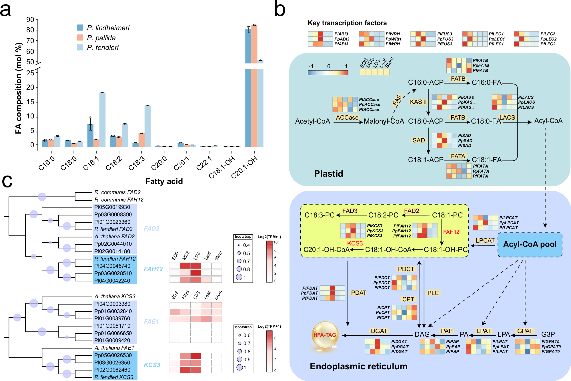 Fig. 5: Transcriptome analysis reveals the genetic background of abundance of hydroxy fatty acids in three Physaria species.