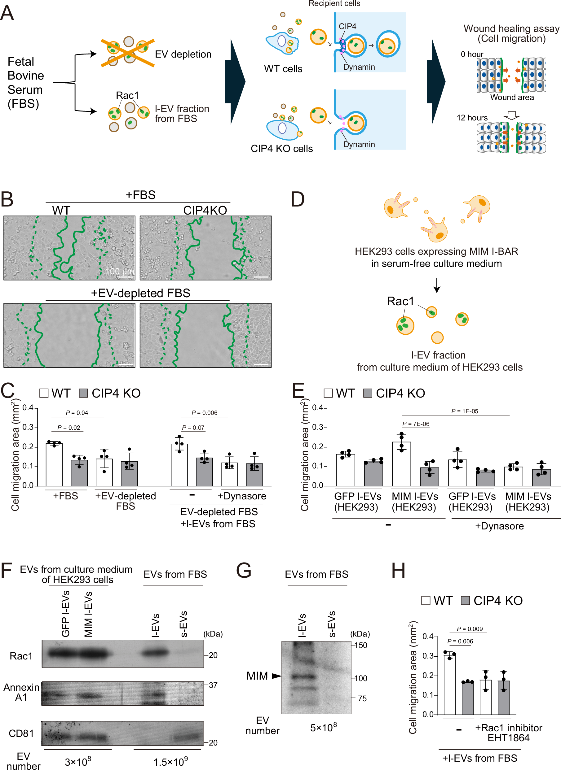 shiro advance glutathione reviews Efficient cellular transformation via protein delivery through the  protrusion-derived extracellular vesicles