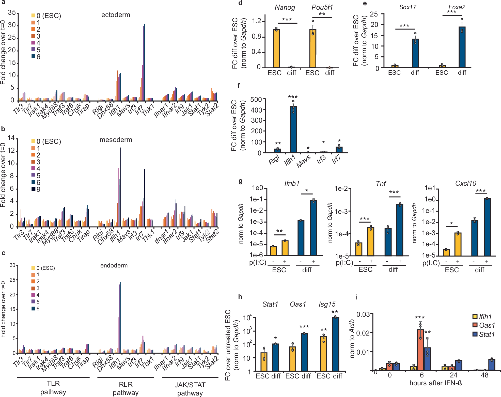 Fig. 1: Ifih1 expression is induced upon differentiation.