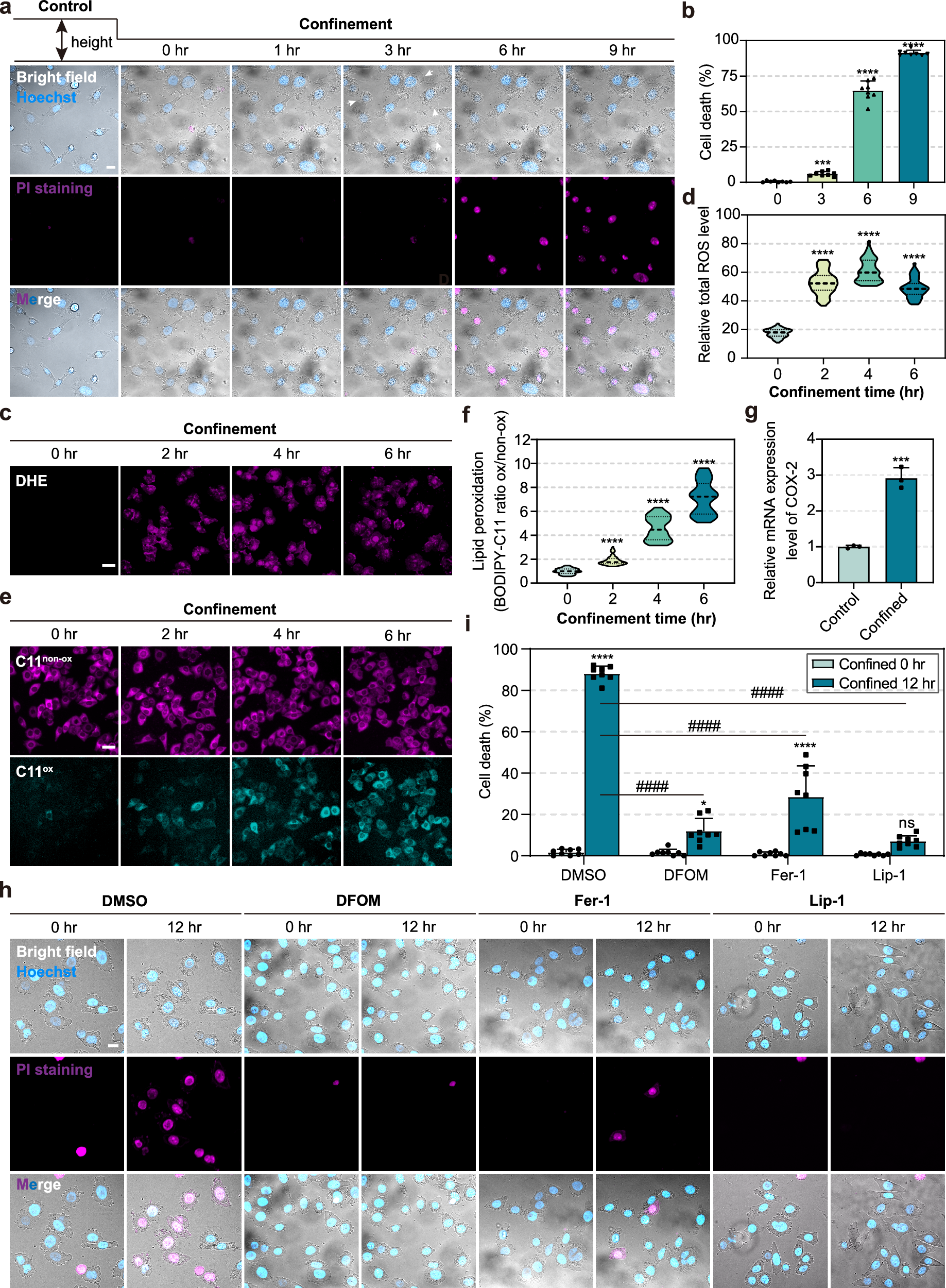 Fig. 1: Mechanical confinement triggers ferroptosis.