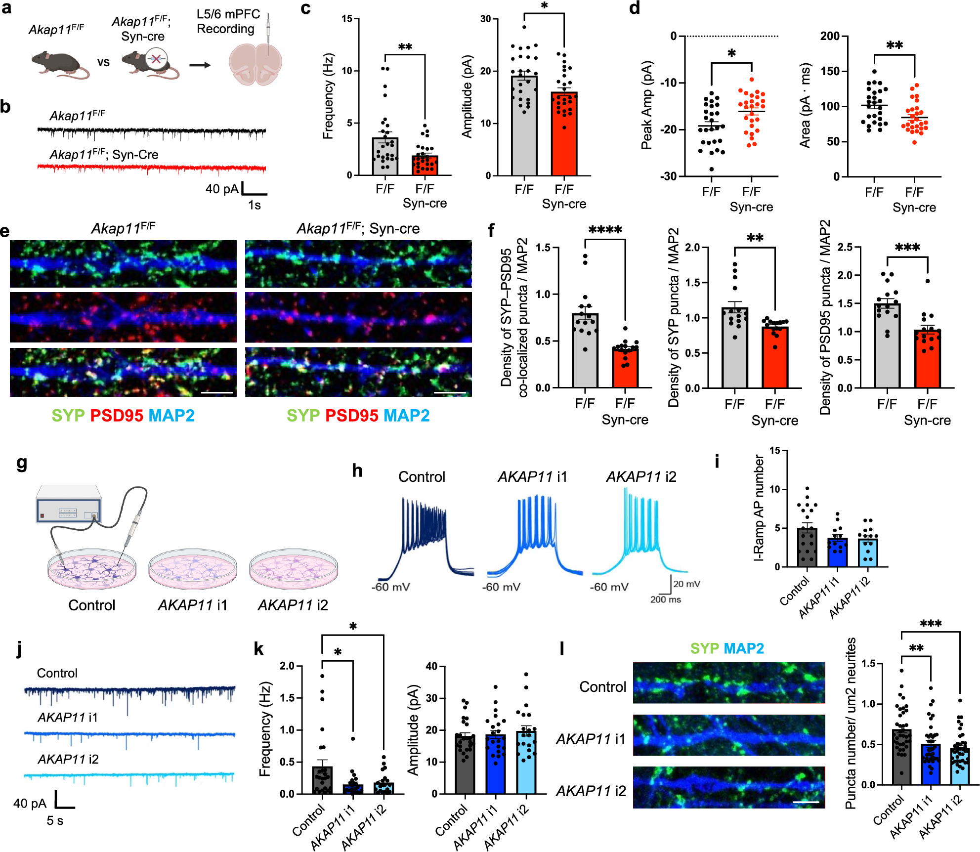 Fig. 7: Electrophysiology analysis of Akap11-cKO mouse neurons and human AKAP11-KD iNeurons.