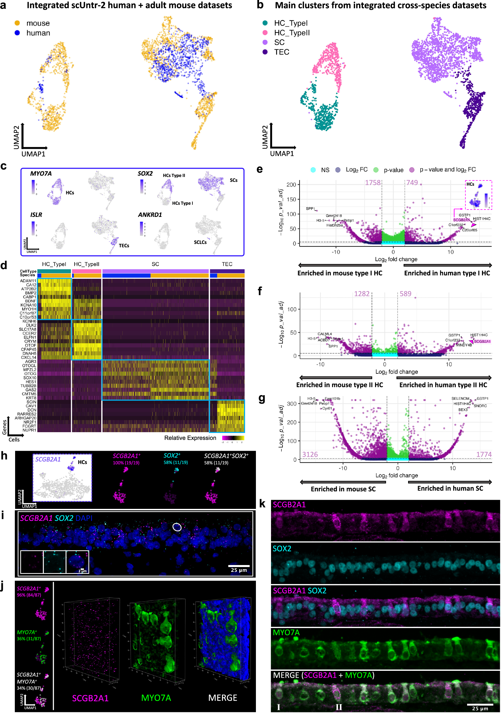 Fig. 4: Mammal cross-species comparative analysis identified human HC- and SC-enriched genes.