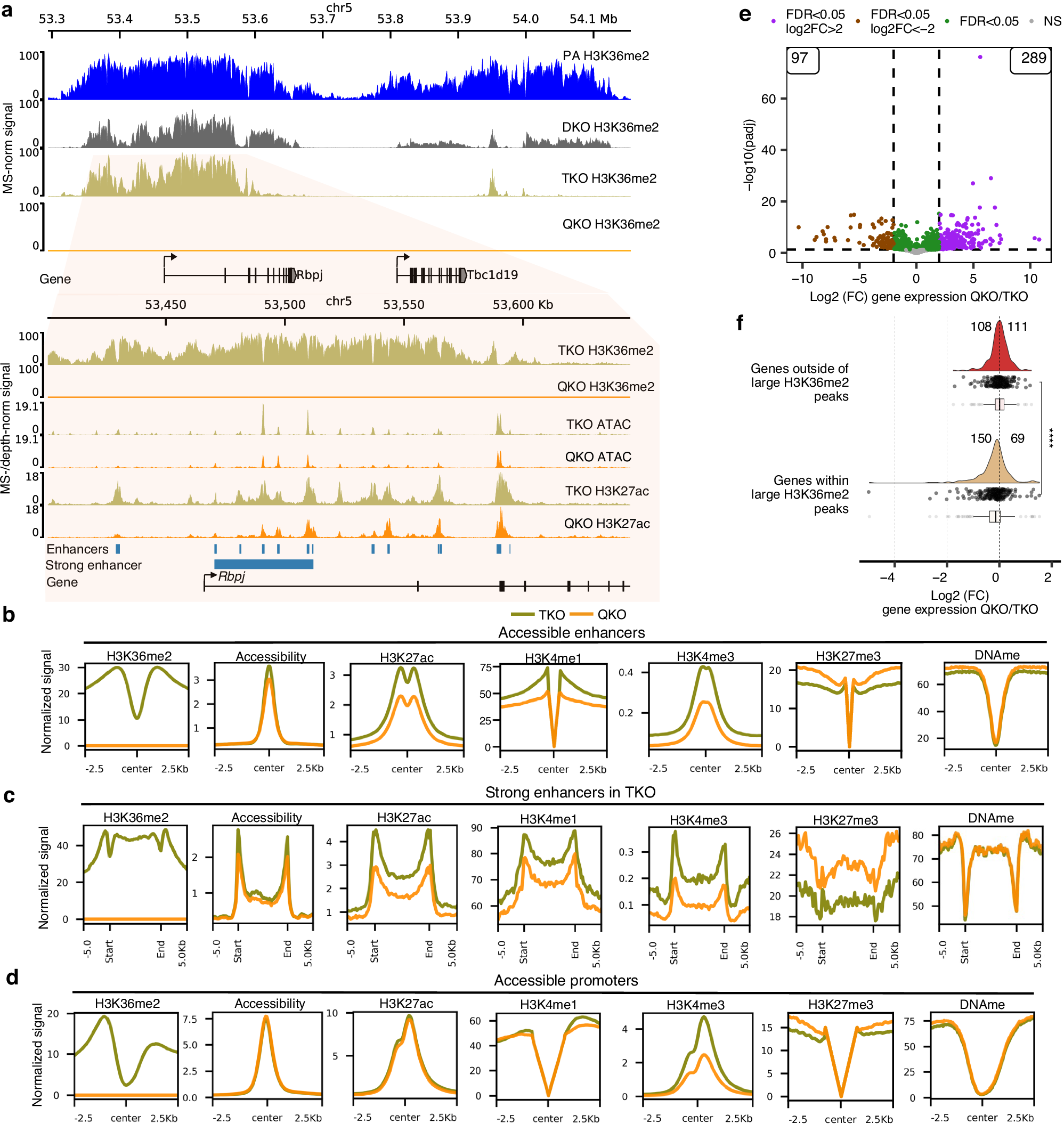 Fig. 1: Loss of NSD3-dependent H3K36me2 leads to reduced enhancer activity and downregulation of targeted genes.