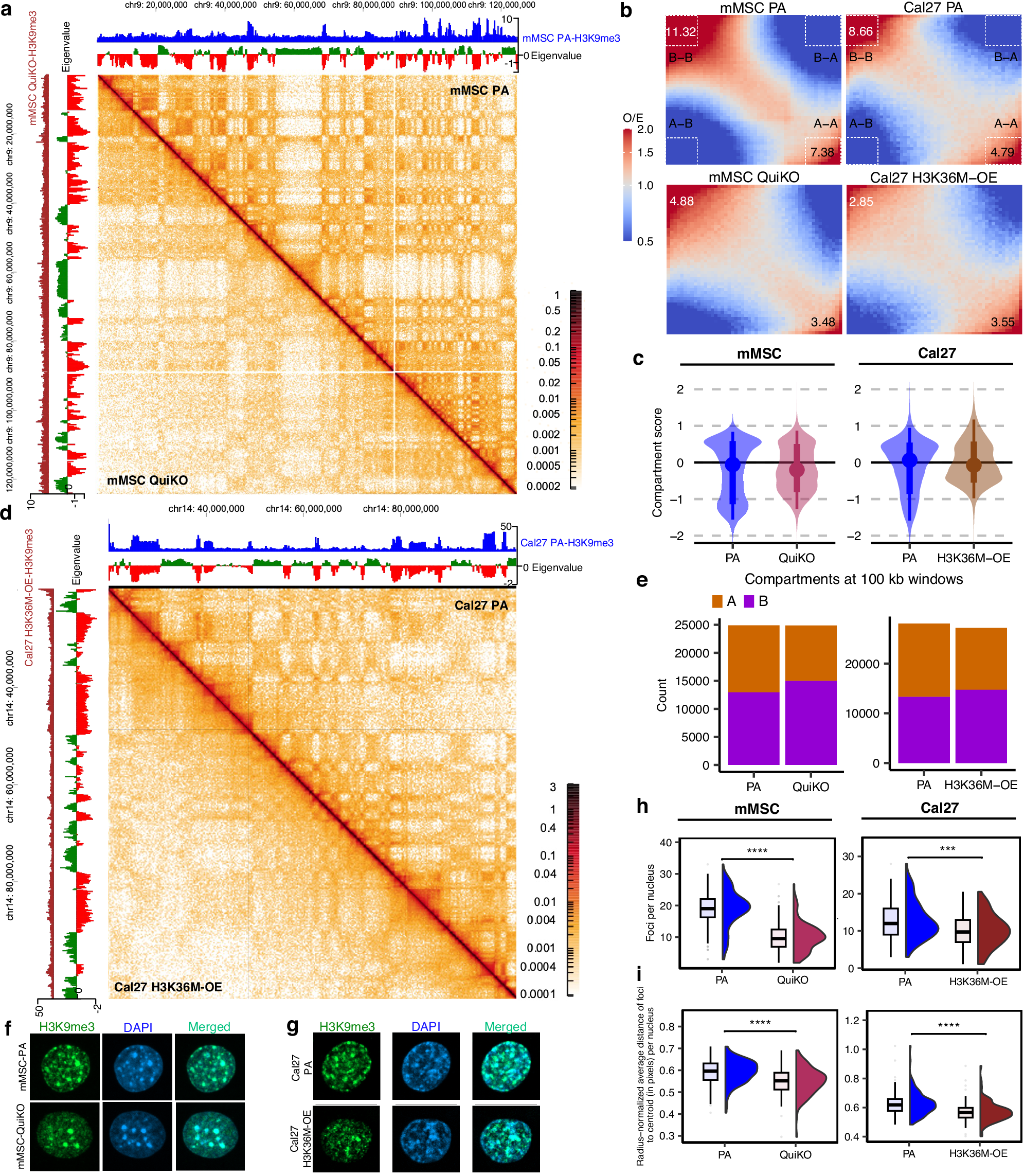 Fig. 8: Depletion of H3K36me results in decreased nuclear compartmentalization.