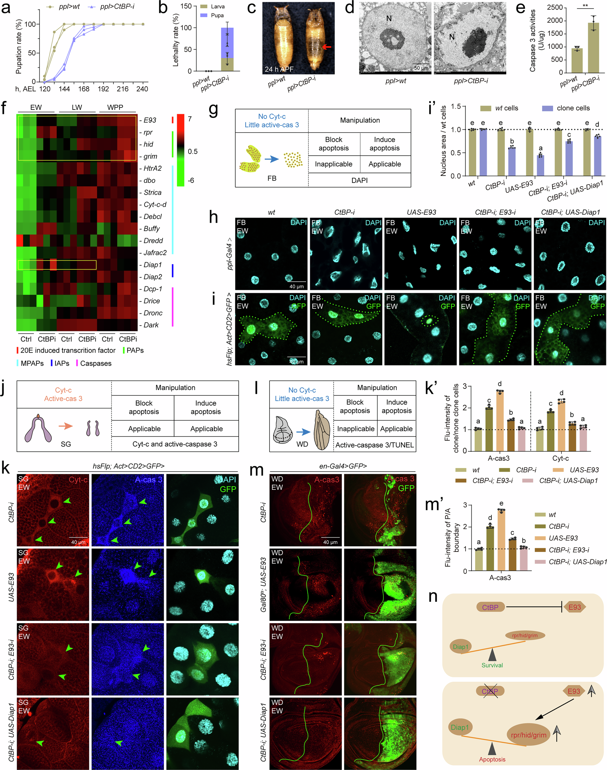 Histone acetylation homeodynamics navigates cell survival and apoptosis |  Nature Communications