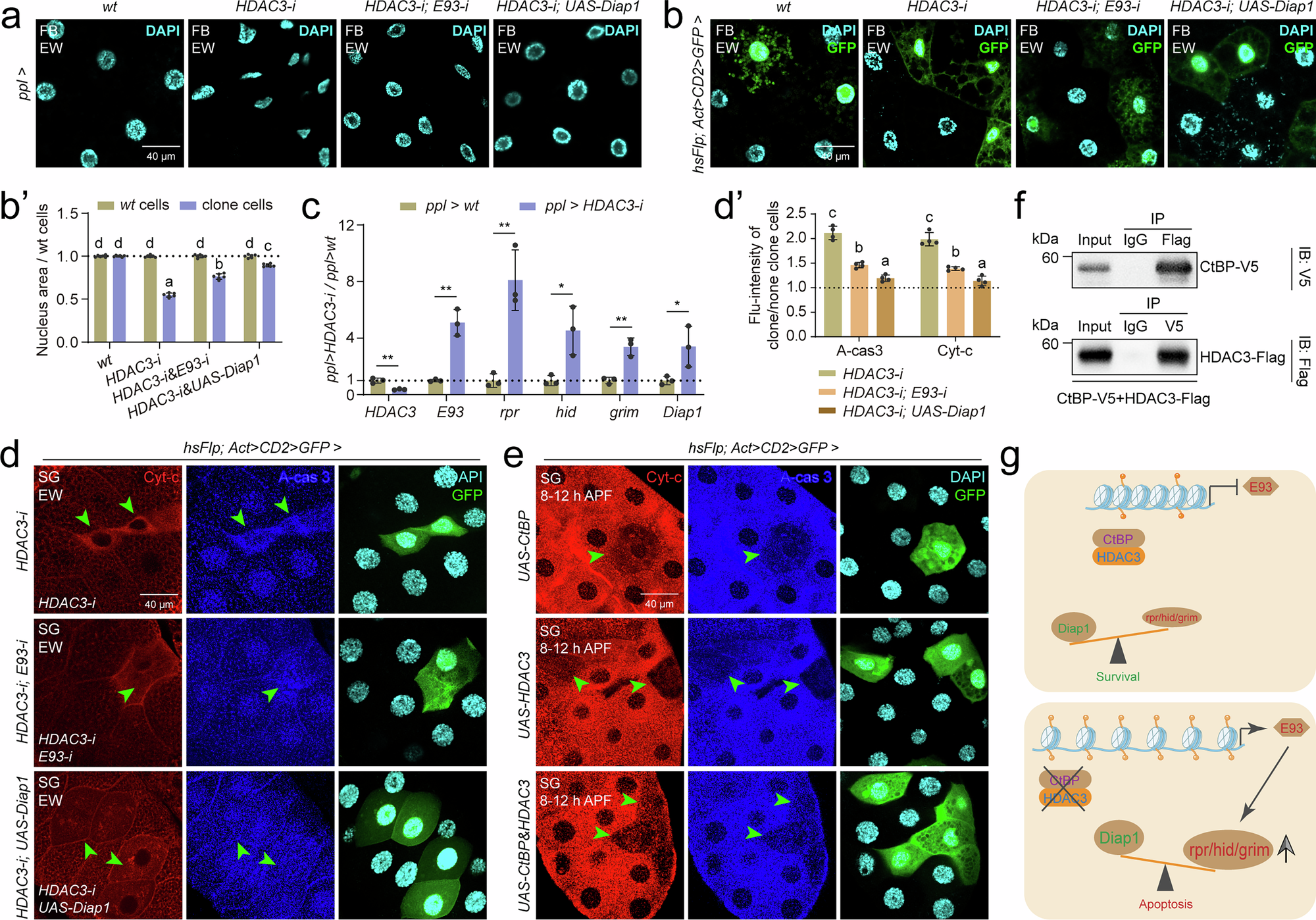Fig. 2: CtBP-HDAC3 suppresses the expression of E93.