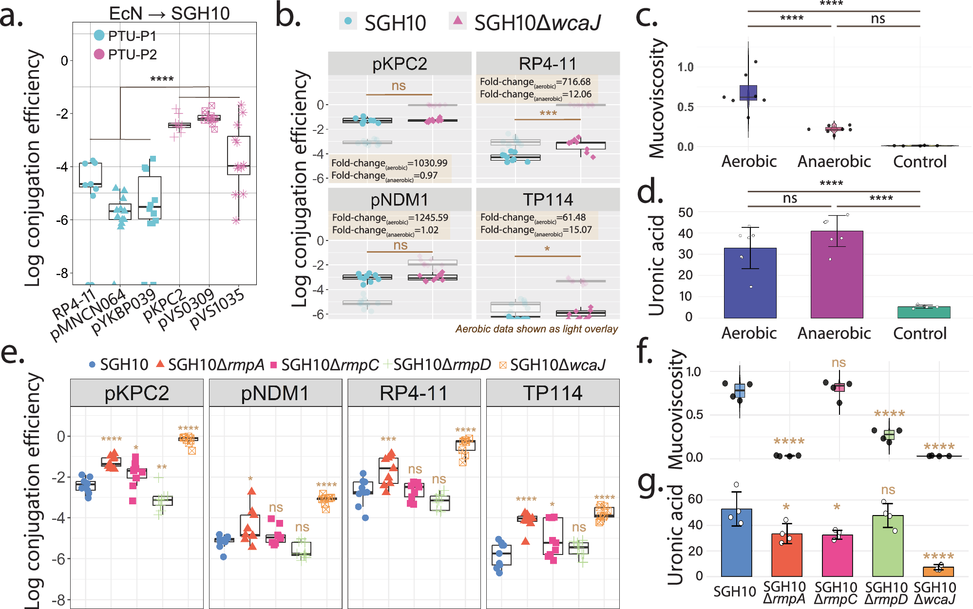 Fig. 5: Plasmid transfer under anaerobic conditions.
