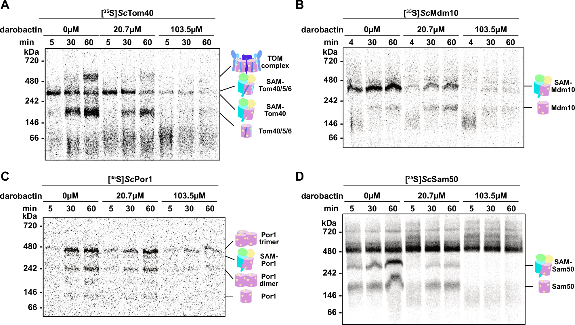 Fig. 3: Darobactin A inhibits mitochondrial β-barrel biogenesis in vitro.