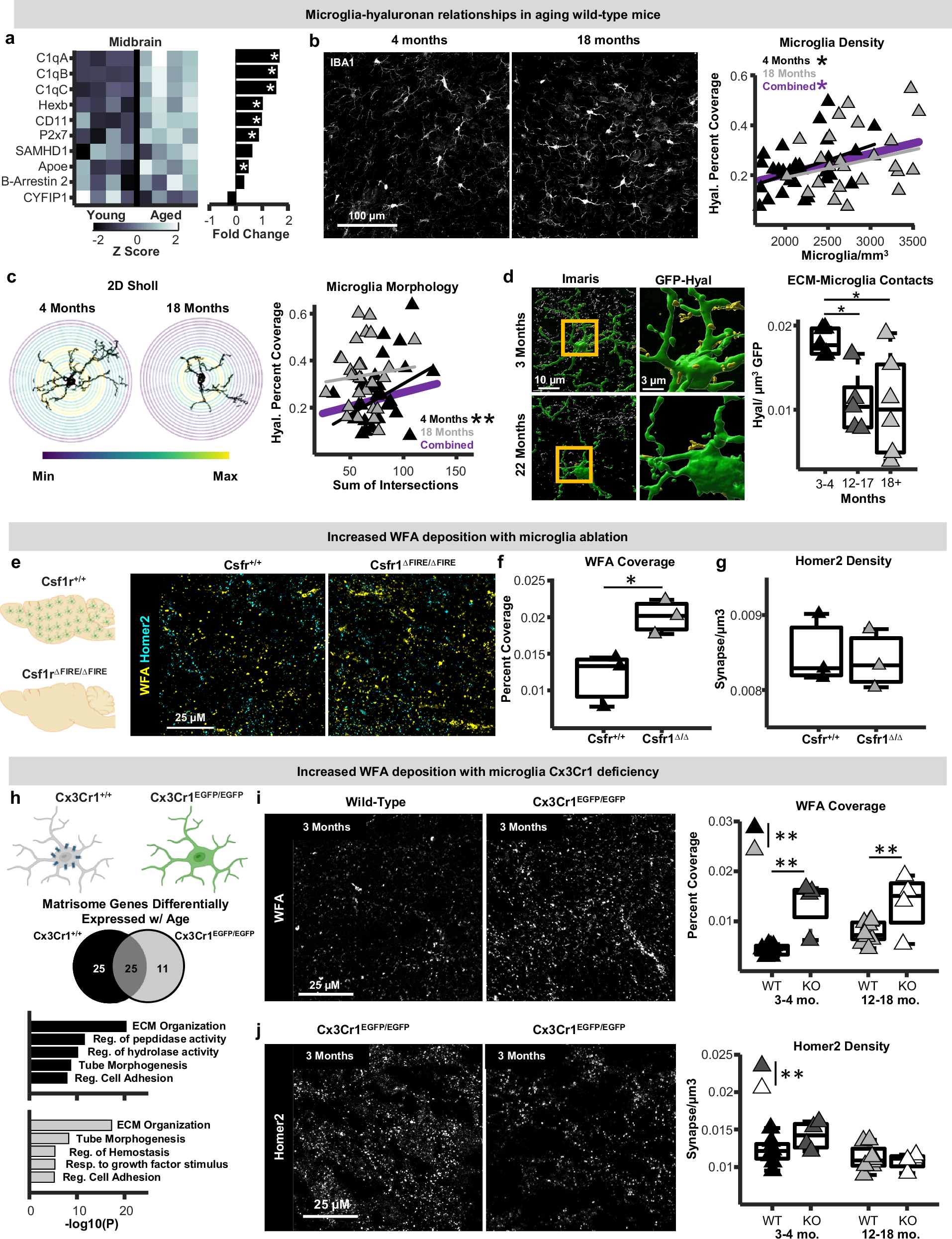 Fig. 4: Microglia-extracellular matrix relationships in aging wildtype and microglial mutant mice.