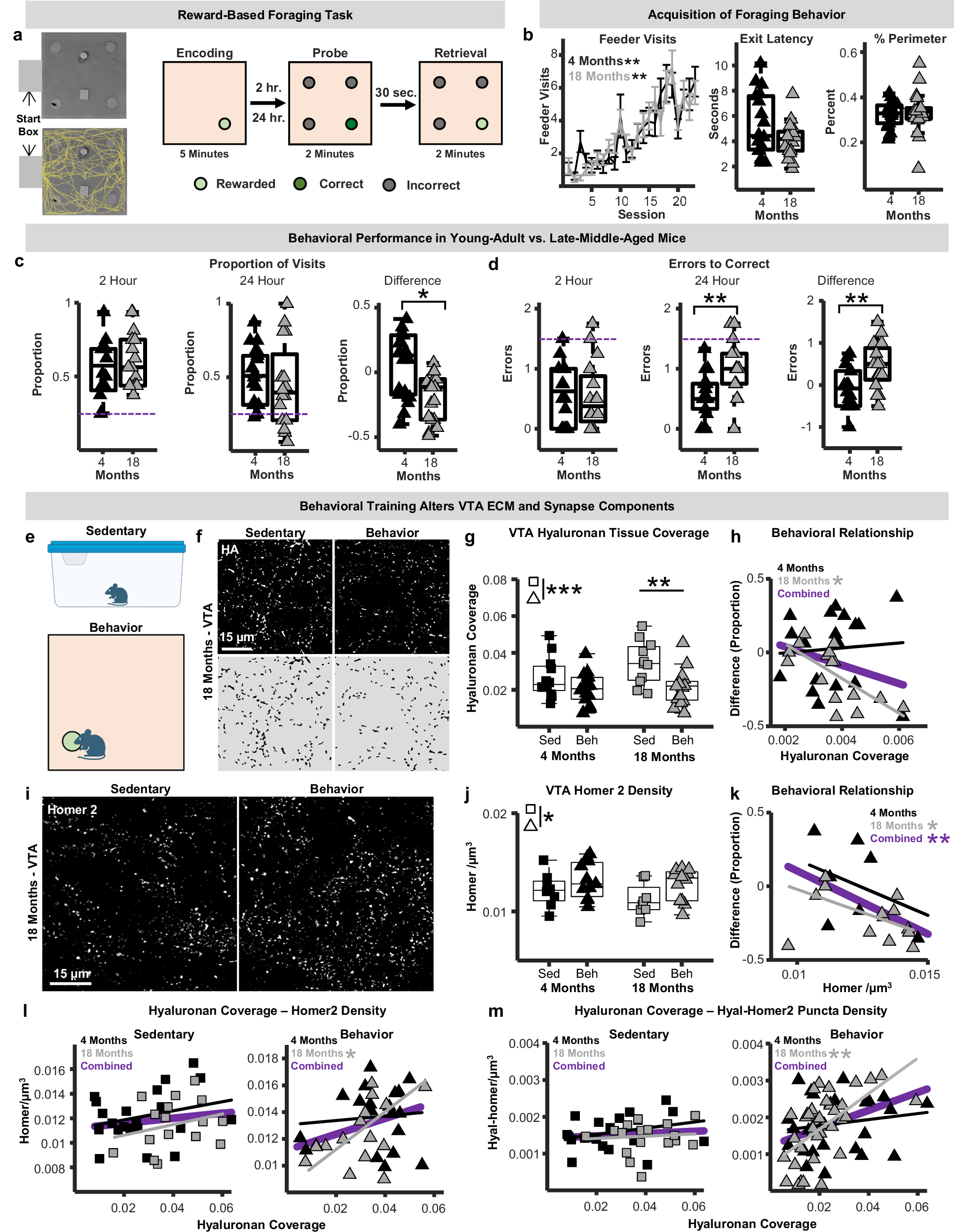 Fig. 5: Behavior-induced extracellular matrix and synapse remodeling in the ventral tegmental area.