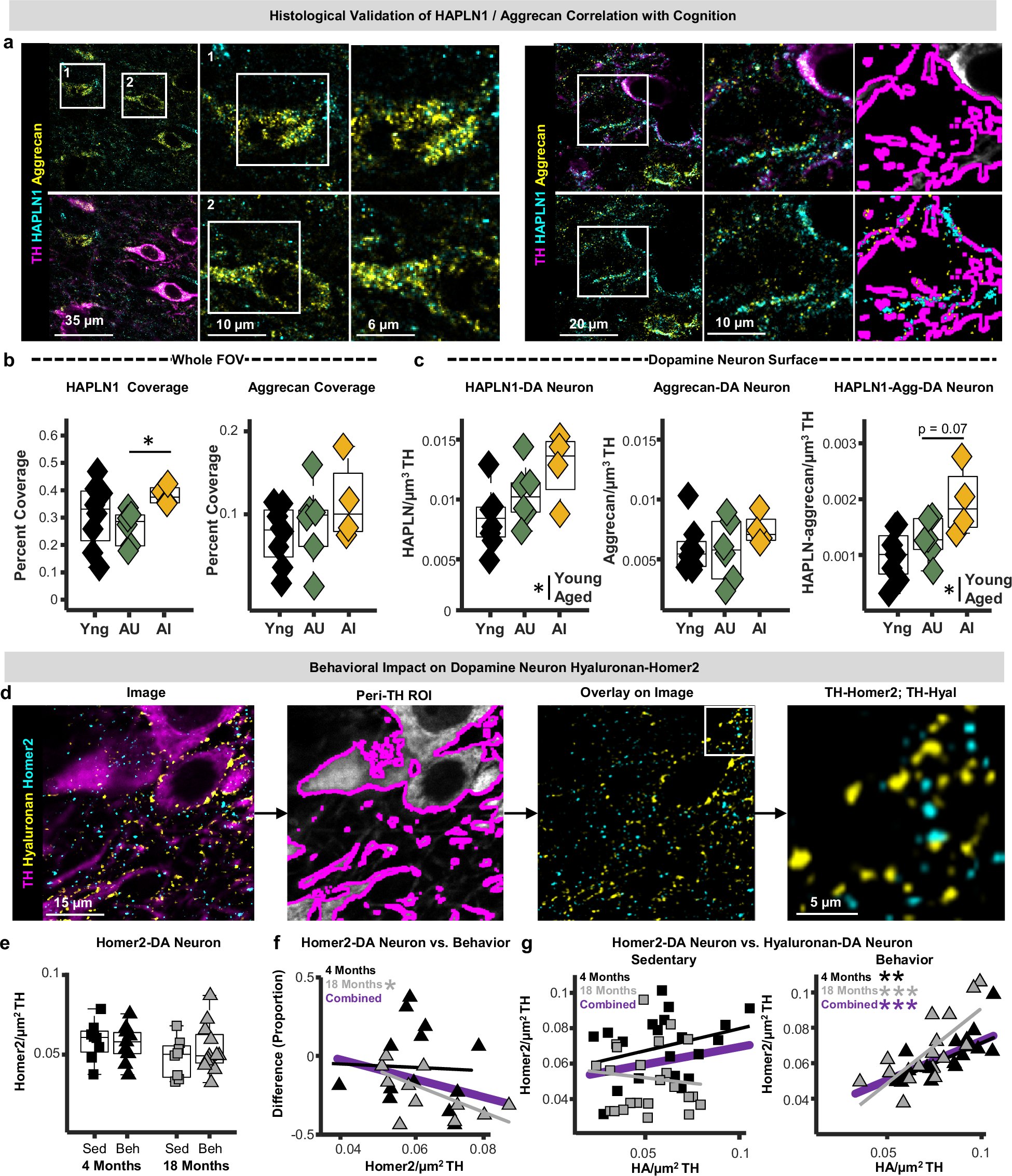 Fig. 7: Histological analysis of extracellular matrix deposition on dopamine neurons in behaviorally characterized aging mice.