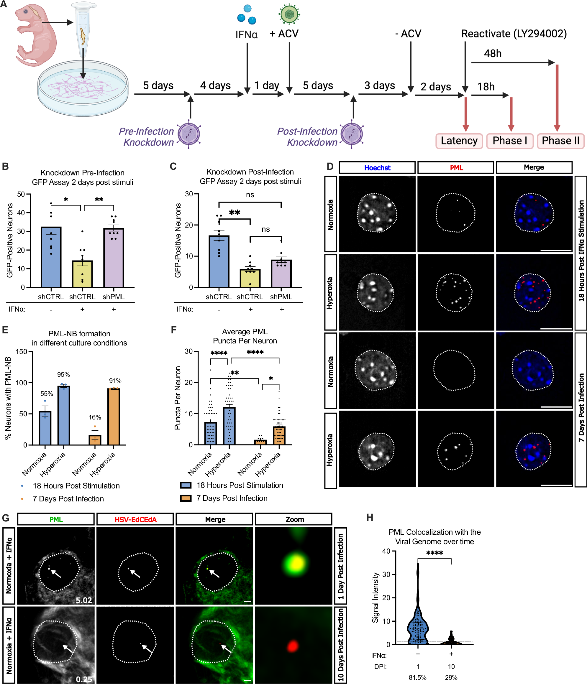 Fig. 1: PML does not maintain IFNα-restricted HSV-1 latency.