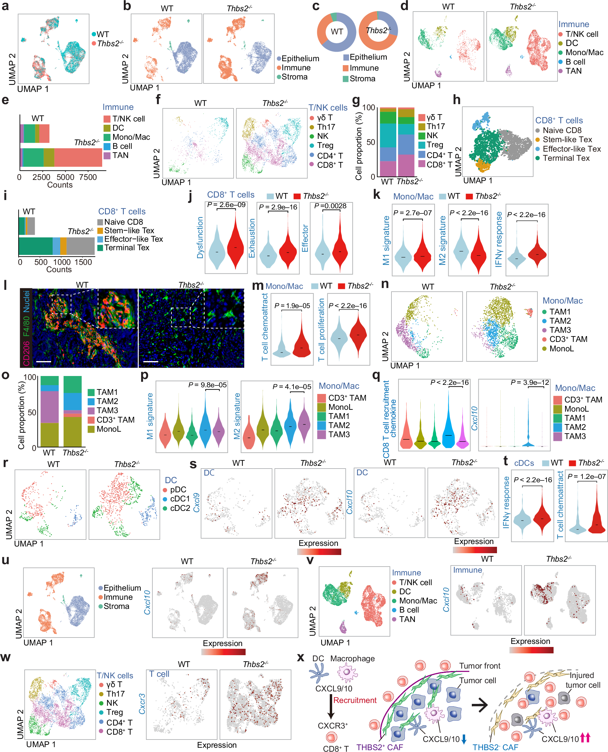 Fig. 4: THBS2 loss in CAFs reshapes the immune landscape of fibrotic TMEs.