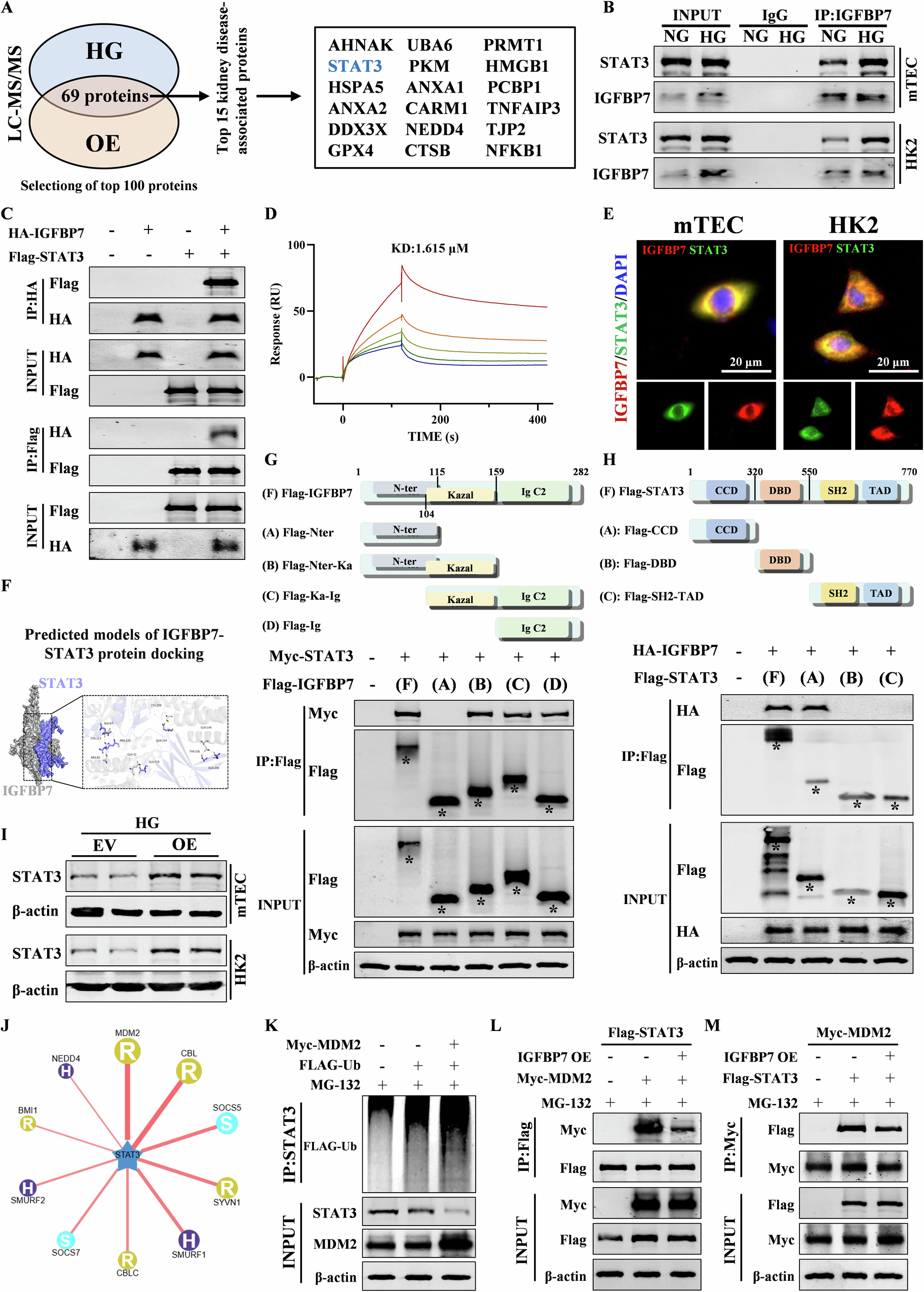 Fig. 4: IGFBP7 impedes ubiquitination and subsequent degradation of STAT3 mediated by the E3 ubiquitin ligase MDM2.