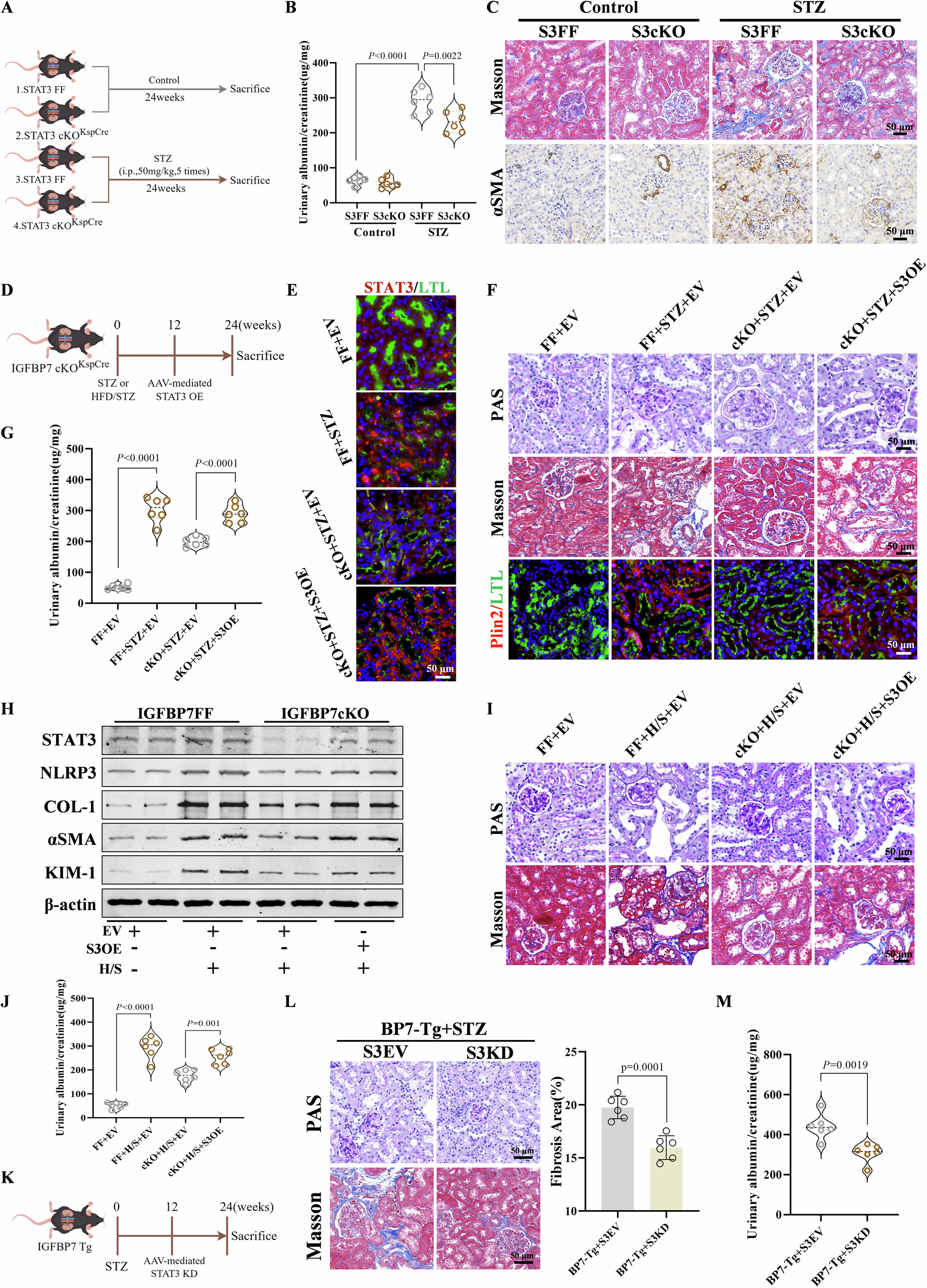 Fig. 5: IGFBP7-STAT3 axis promotes the progression of diabetic kidney disease.
