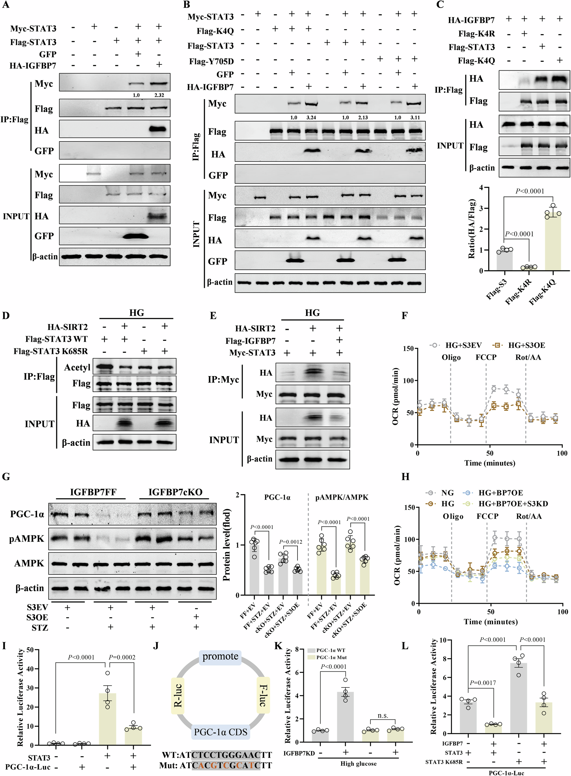 Fig. 6: IGFBP7 facilitates dimerization of acetylated STAT3, subsequently hindering PGC-1α-driven mitochondrial bioenergetics.