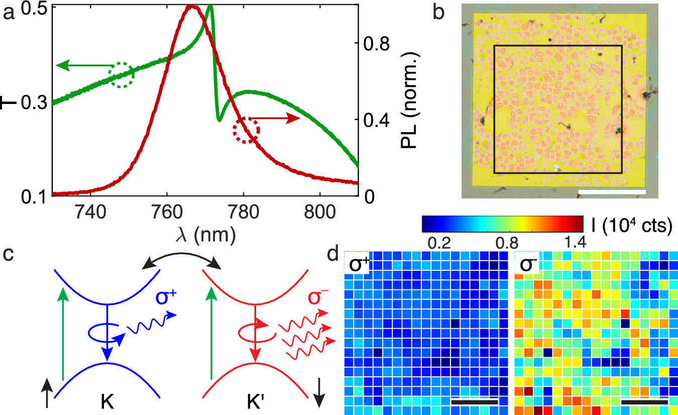 Fig. 2: Experimental characterizations of fabricated chiral q-BIC metasurfaces and integrated devices.